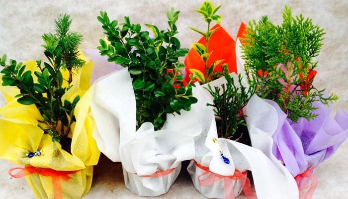 Sıradışı nikah şekeri alternatifi ile anılmak istermisiniz? yazısının kapak görseli