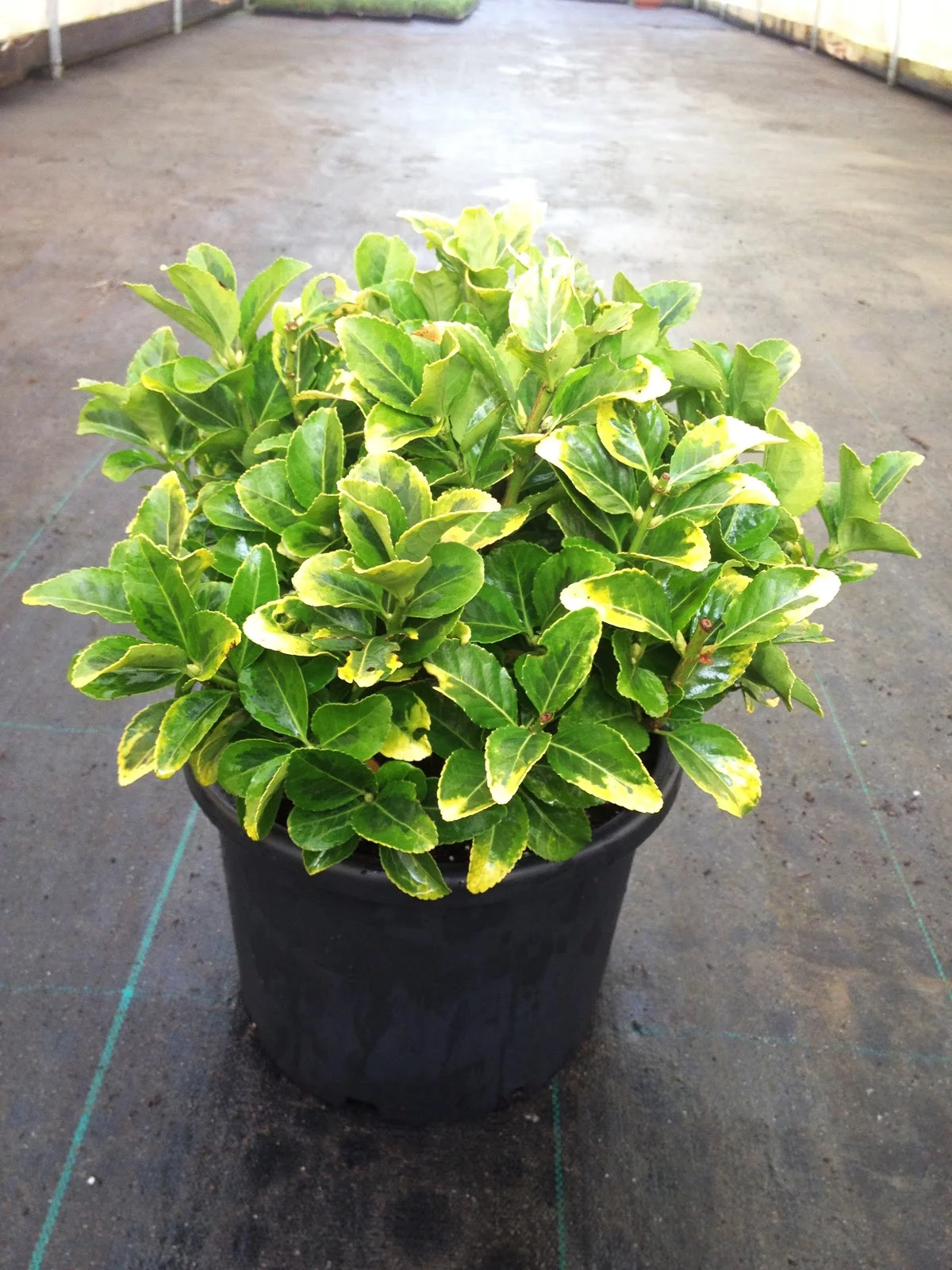 Altuni Taflan Fidanı 4 Altuni Taflan Fidanı - Görsel 4