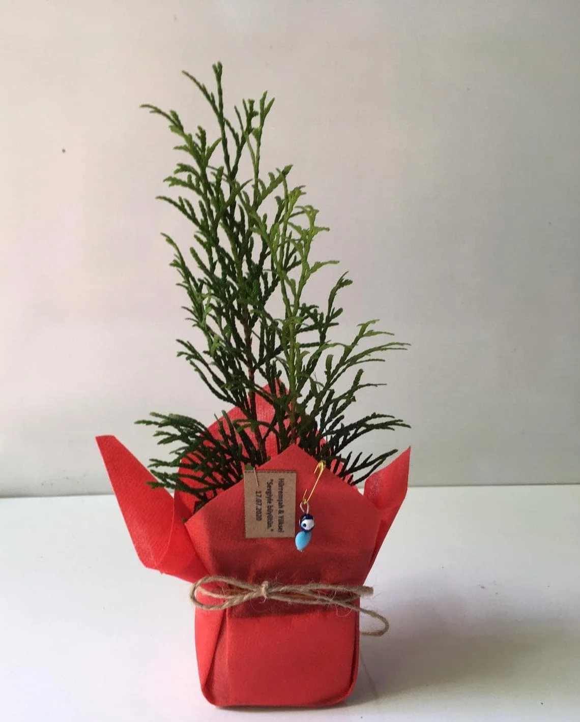 Smaragd - Batı Mazısı Fidanı 2 nikah-fidani-bati-mazisi-kirmizi