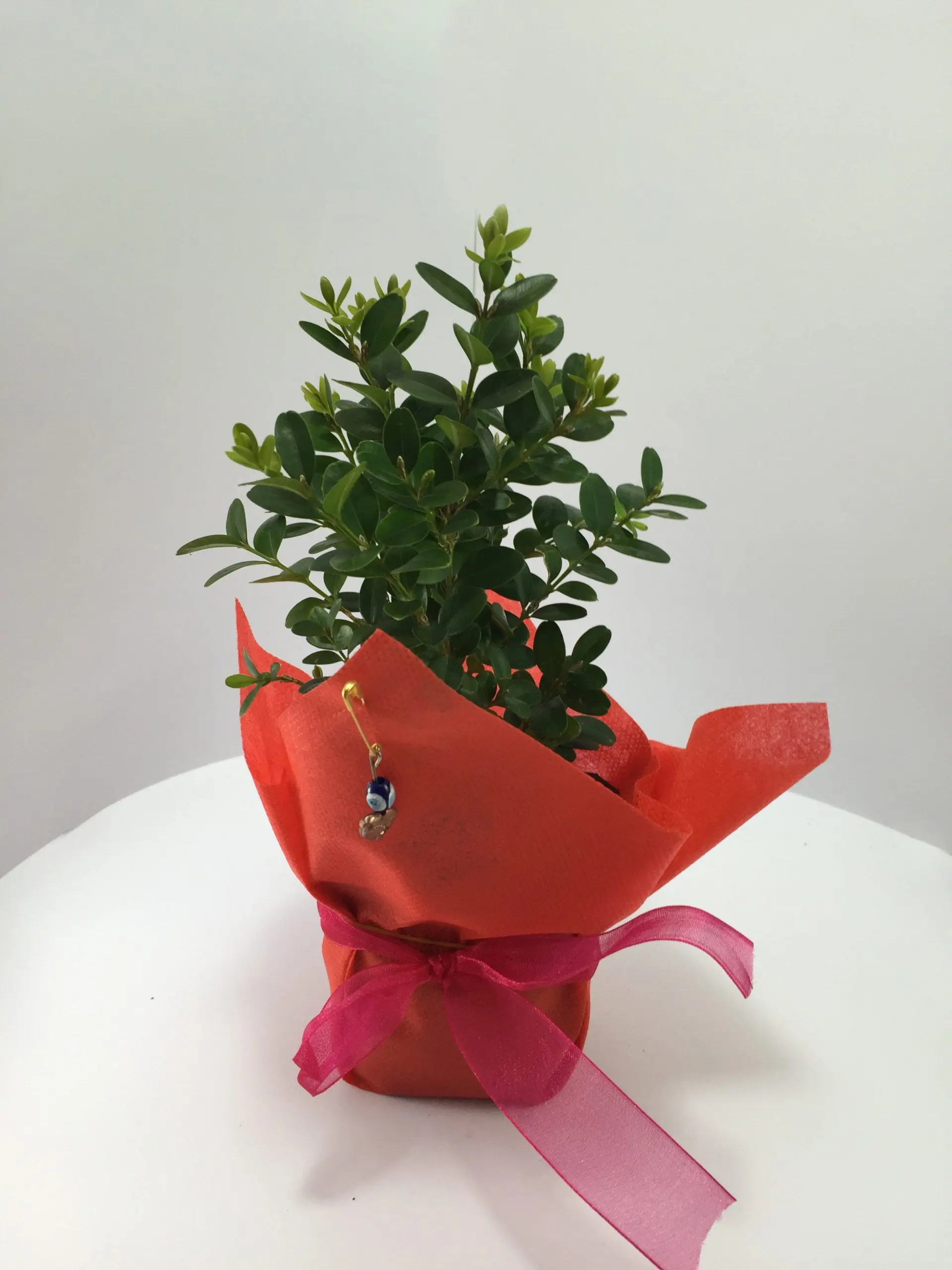 Şimşir Fidanı - Görsel 3