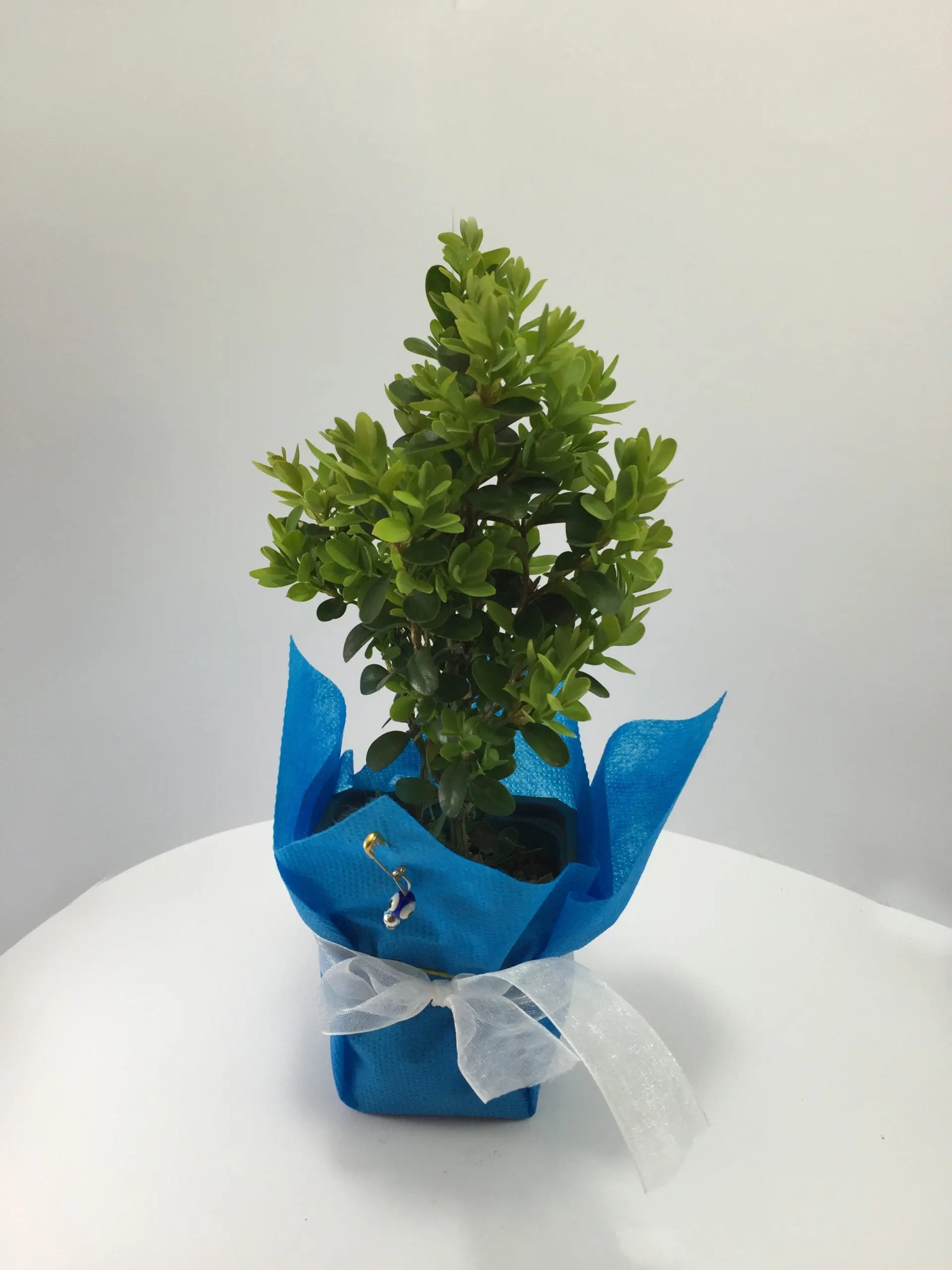 Şimşir Fidanı - Görsel 4