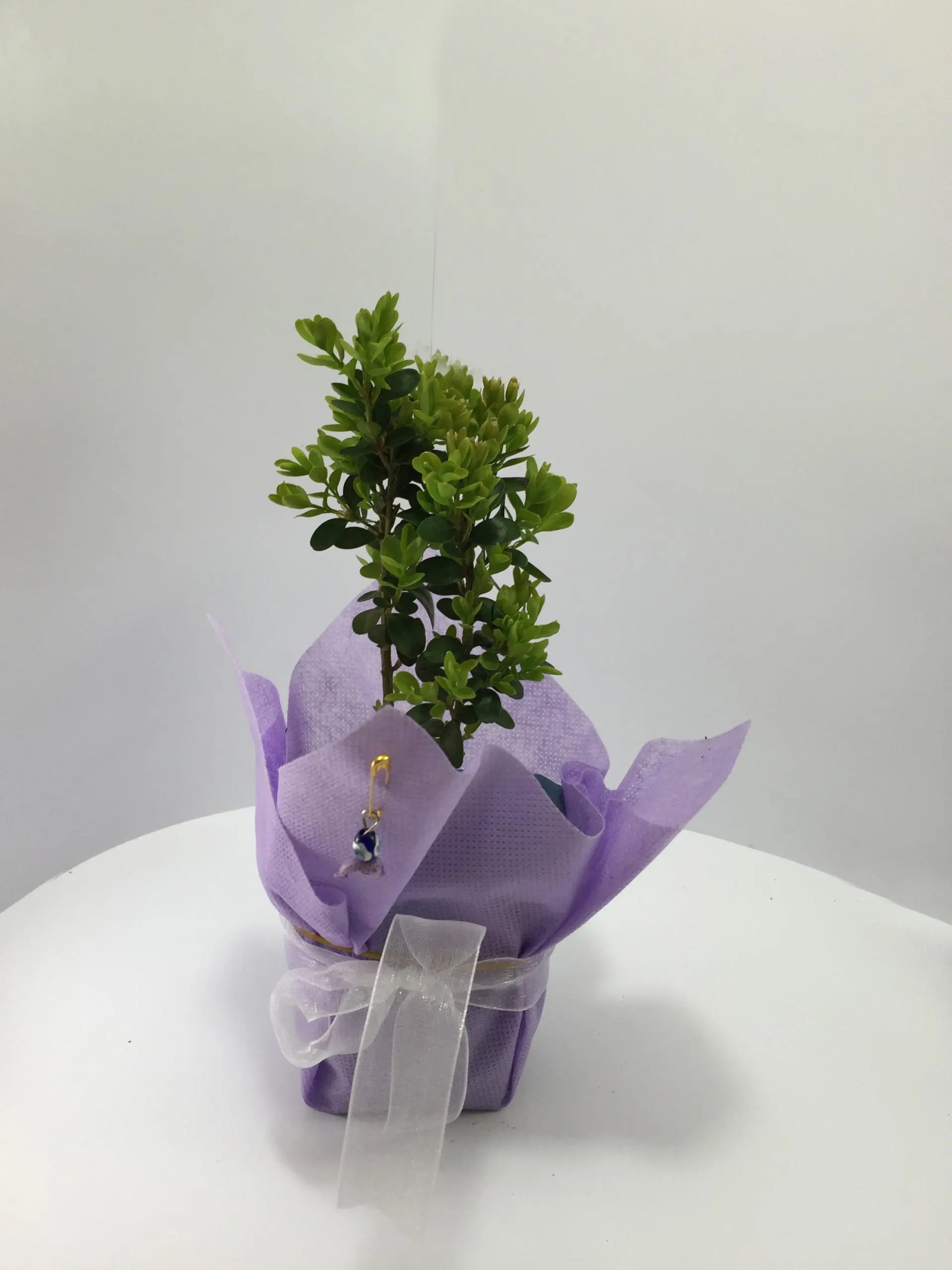 Şimşir Fidanı - Görsel 5