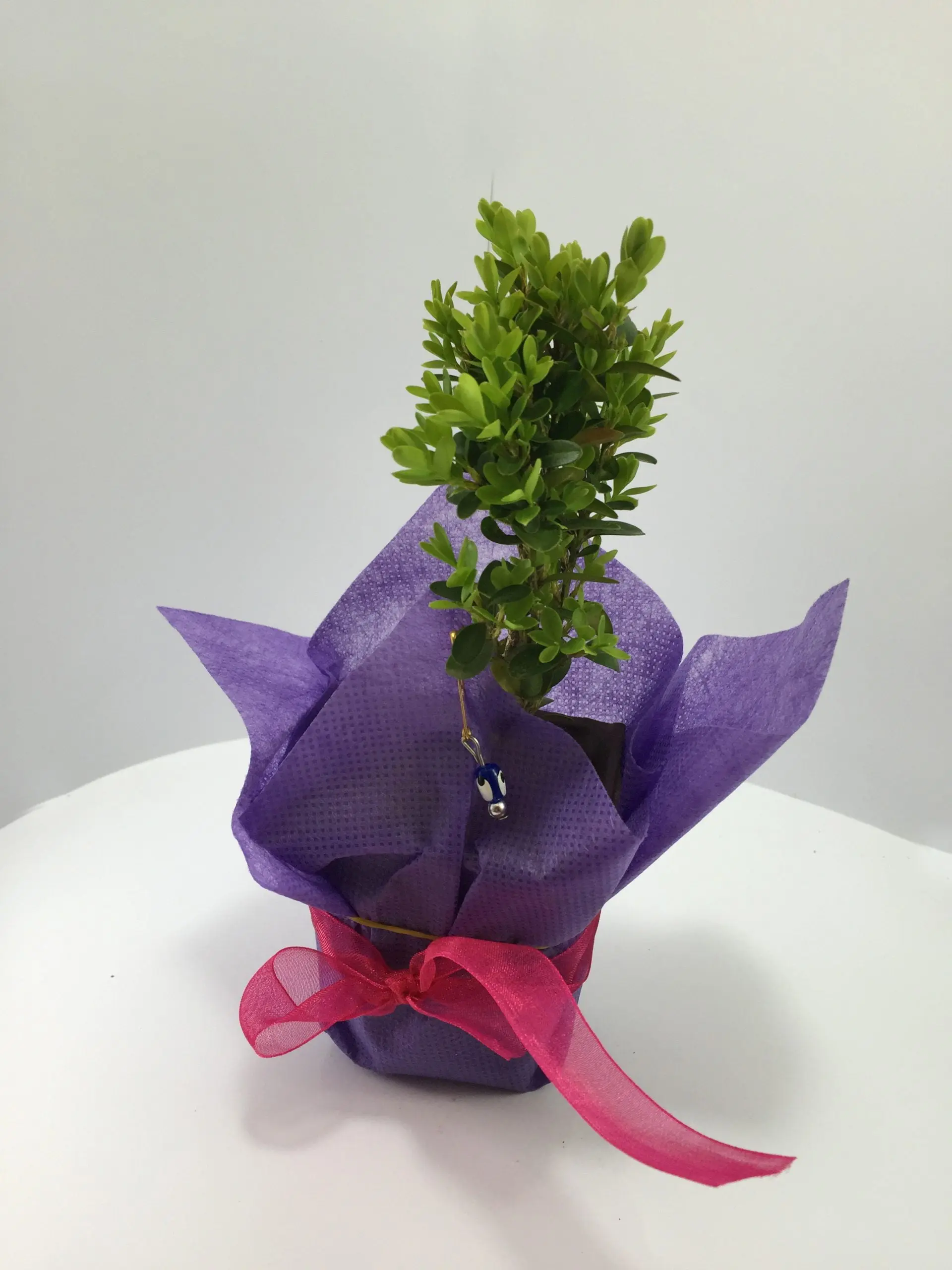 Şimşir Fidanı - Görsel 6