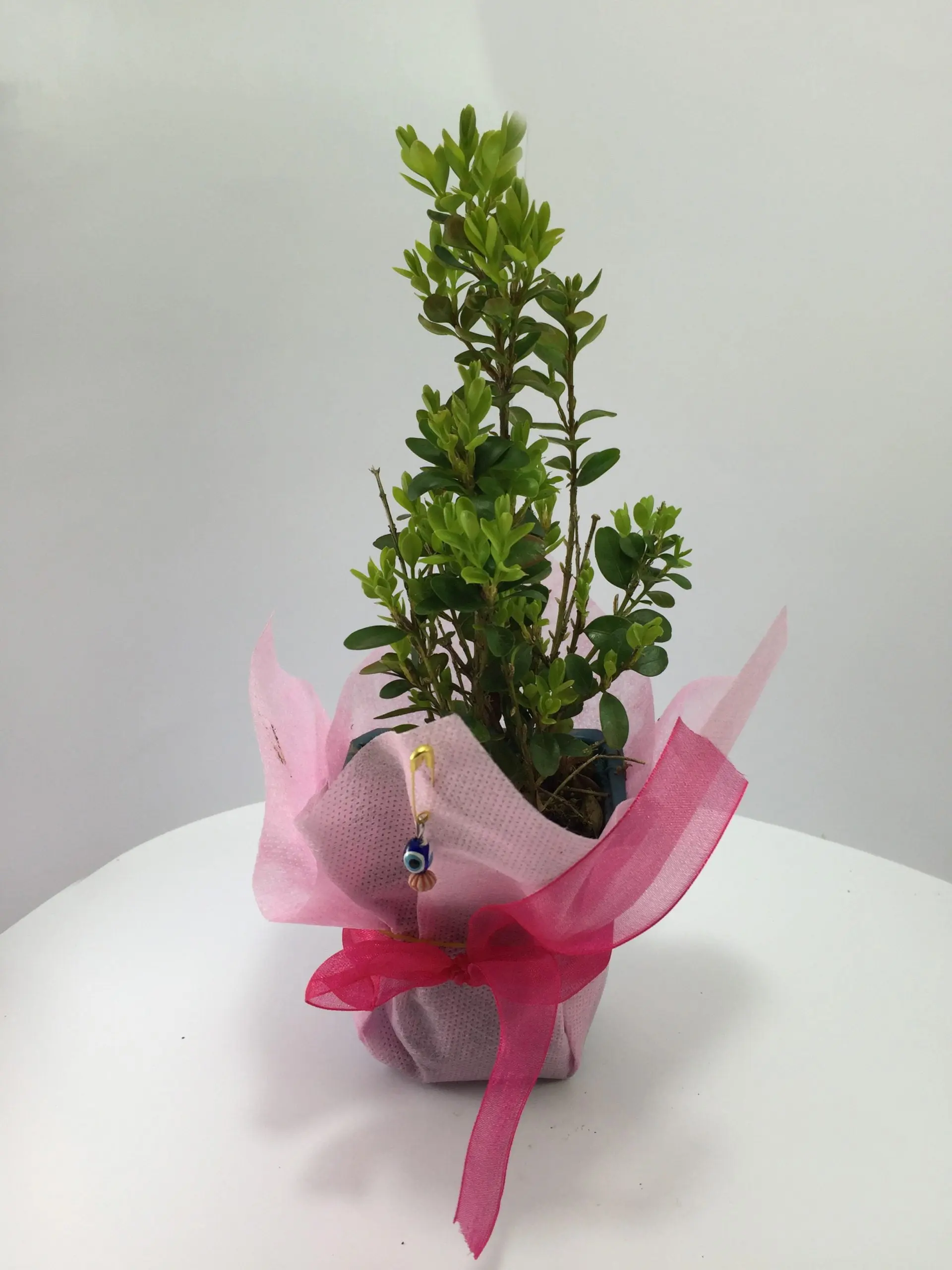 Şimşir Fidanı - Görsel 7