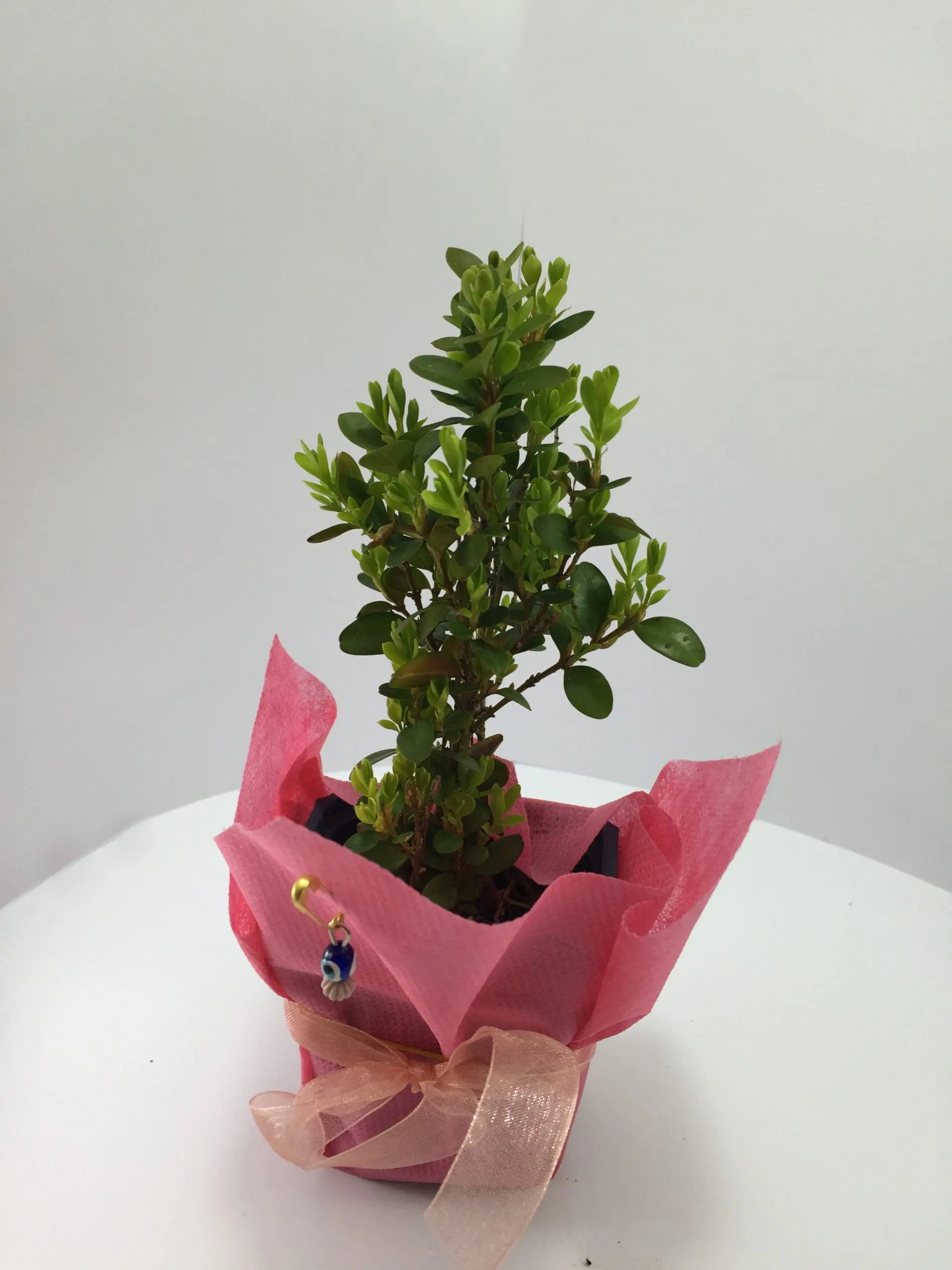 Şimşir Fidanı - Görsel 8