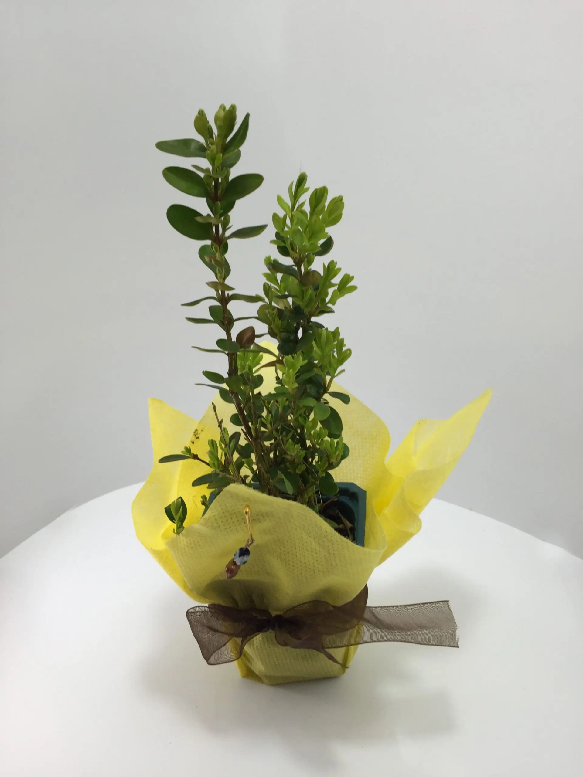 Şimşir Fidanı - Görsel 9