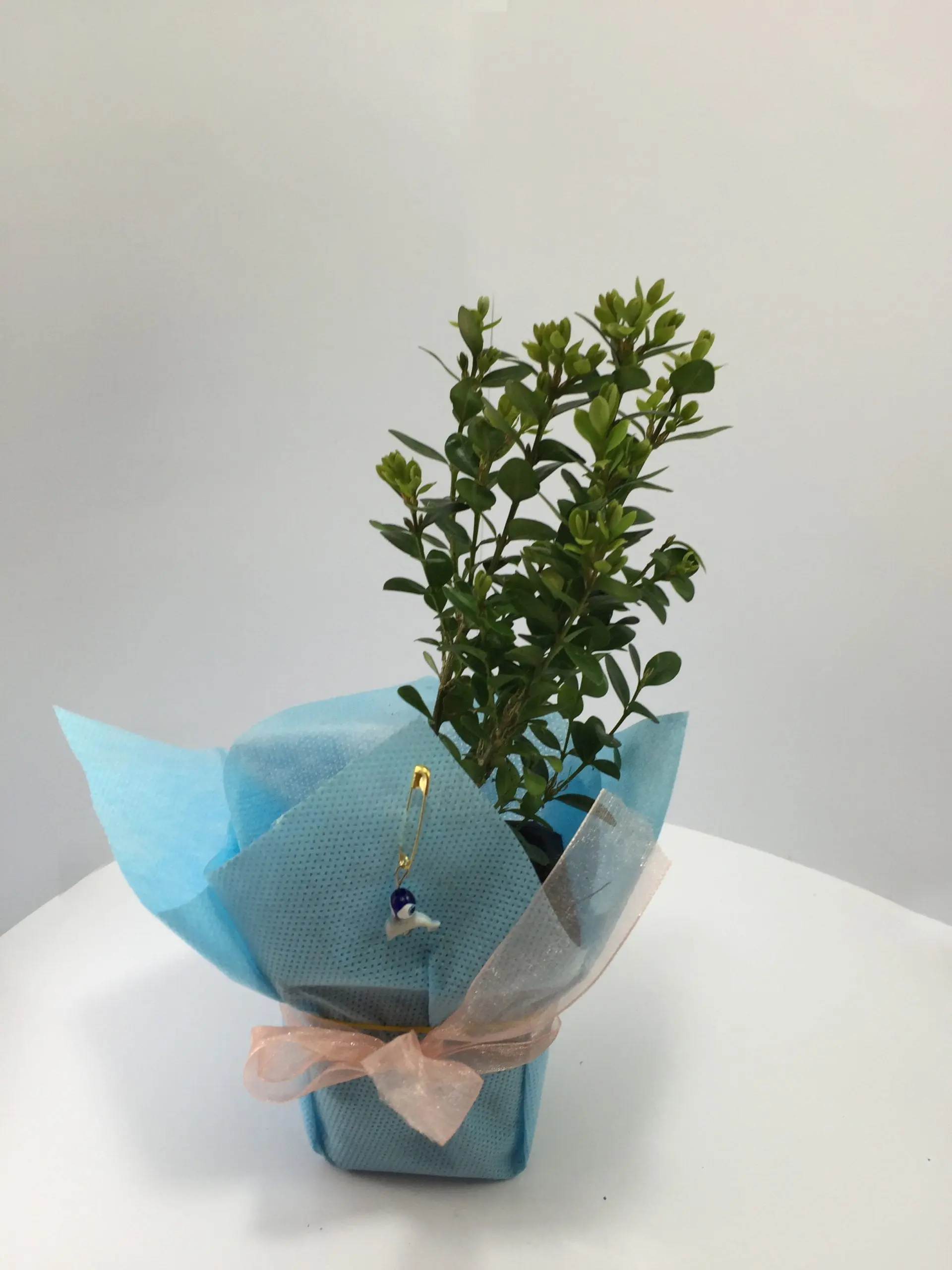 Şimşir Fidanı - Görsel 10