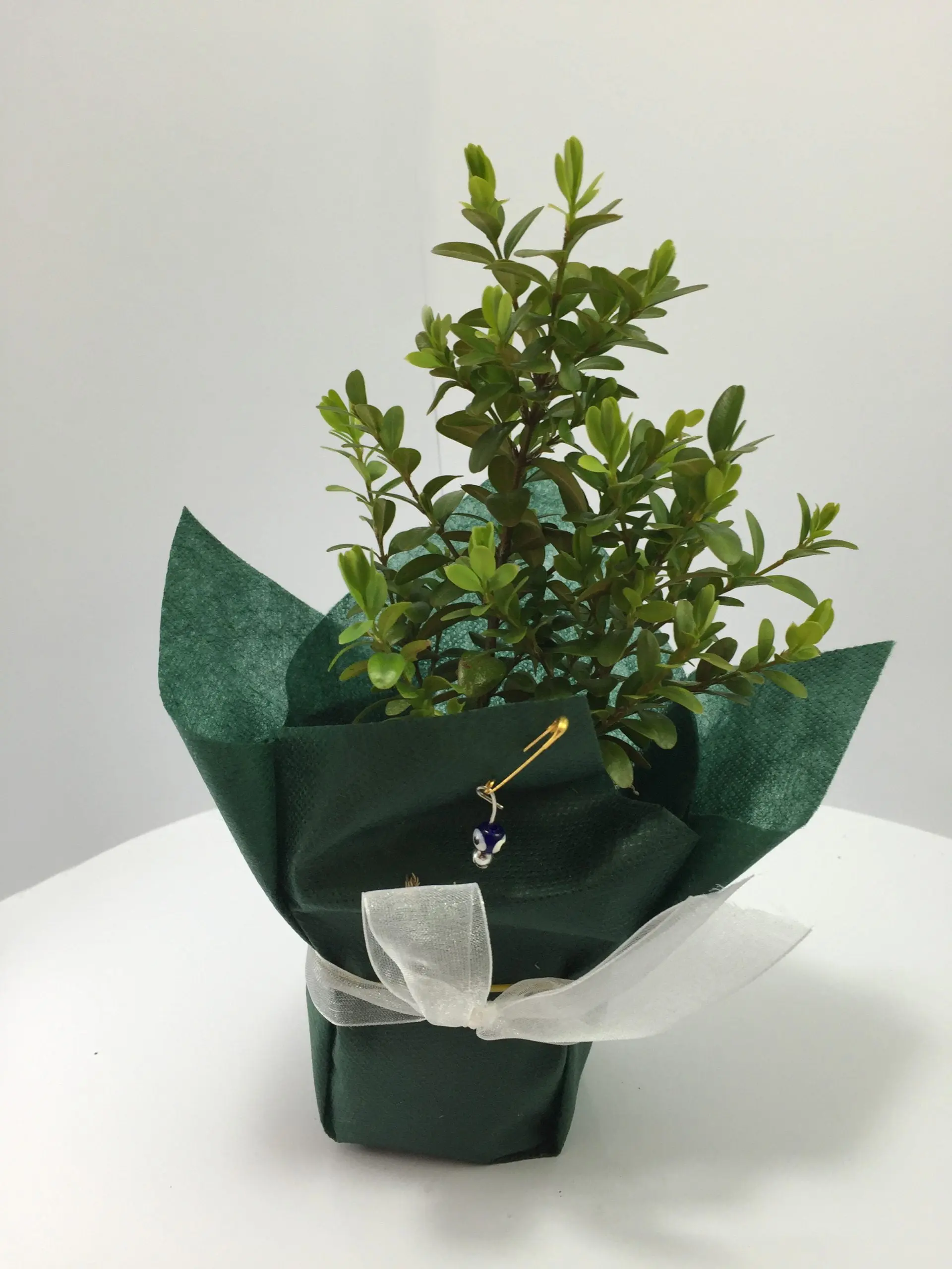 Şimşir Fidanı - Görsel 11