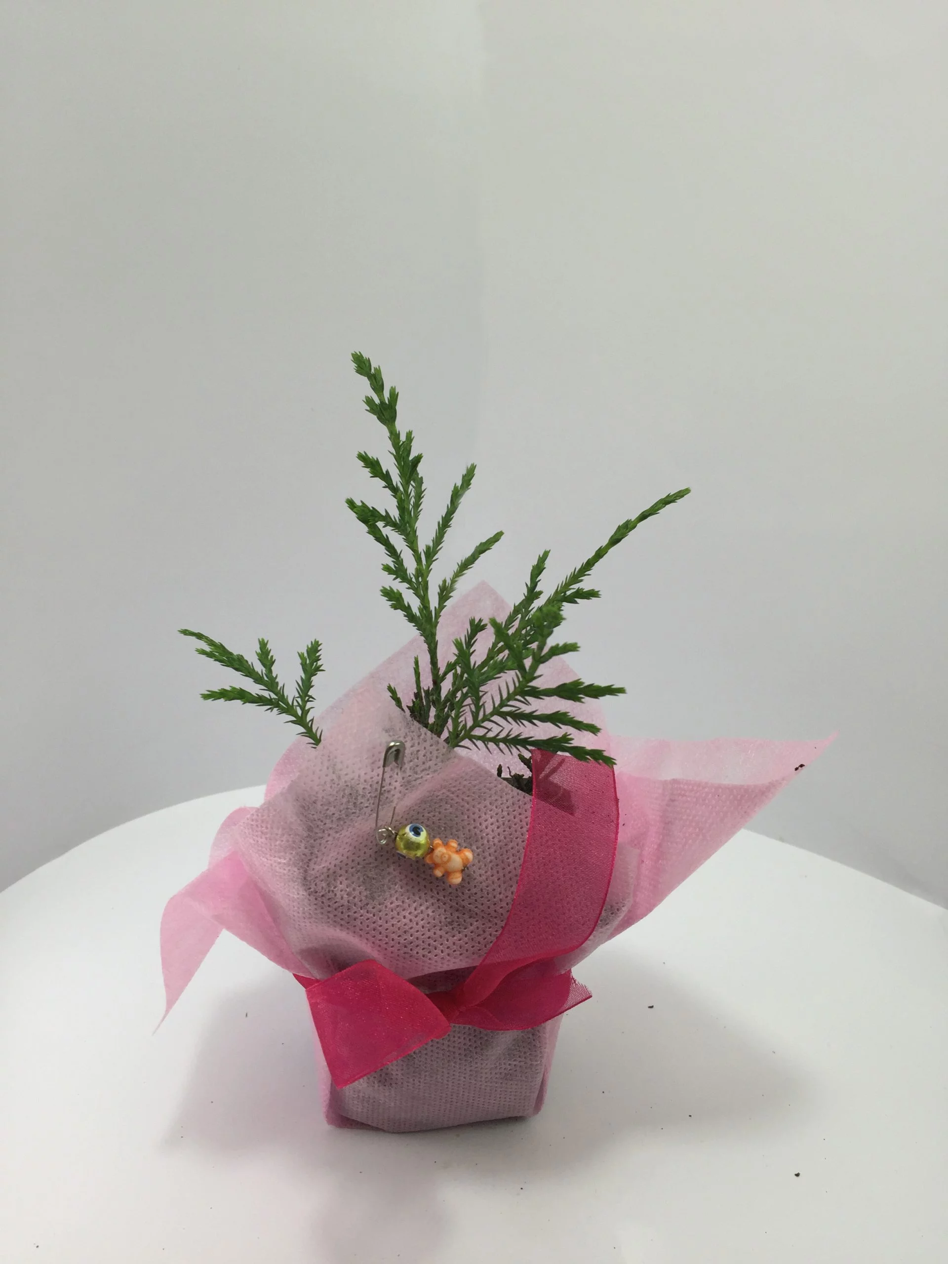 Leylandi Fidanı - Görsel 2