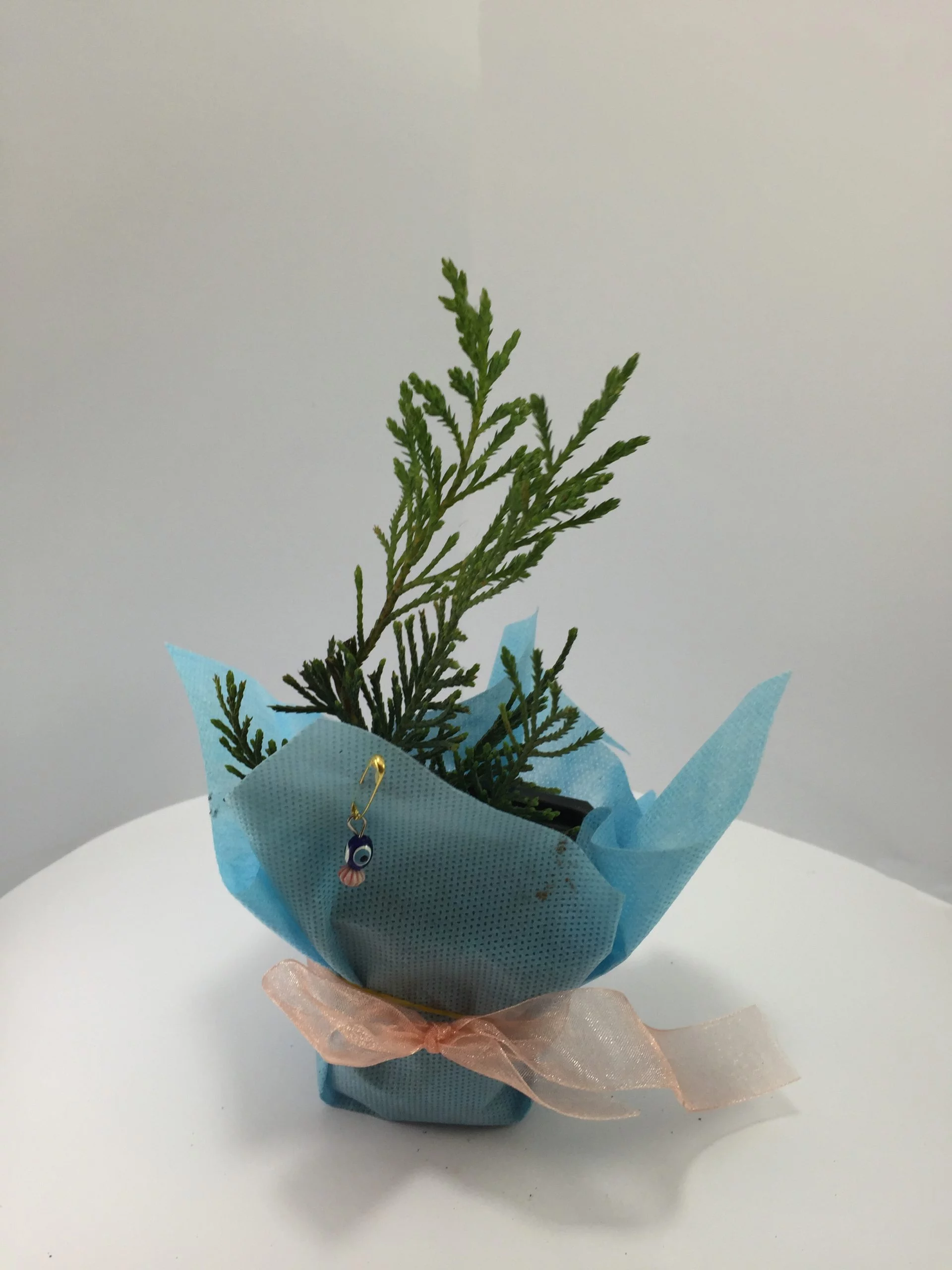 Leylandi Fidanı - Görsel 3