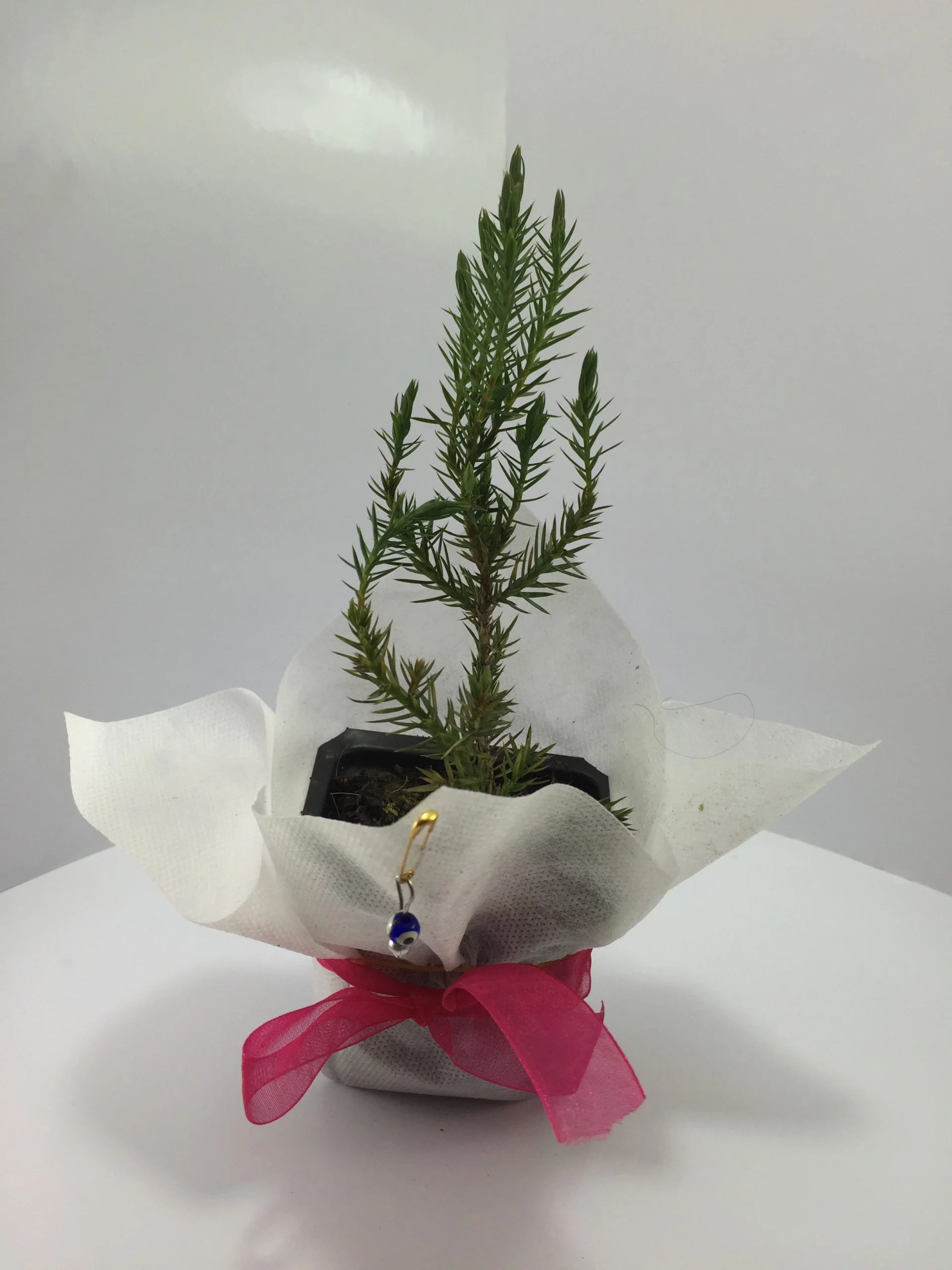 Ardıç Fidanı 12 Nikah Şekeri Yerine Fidan