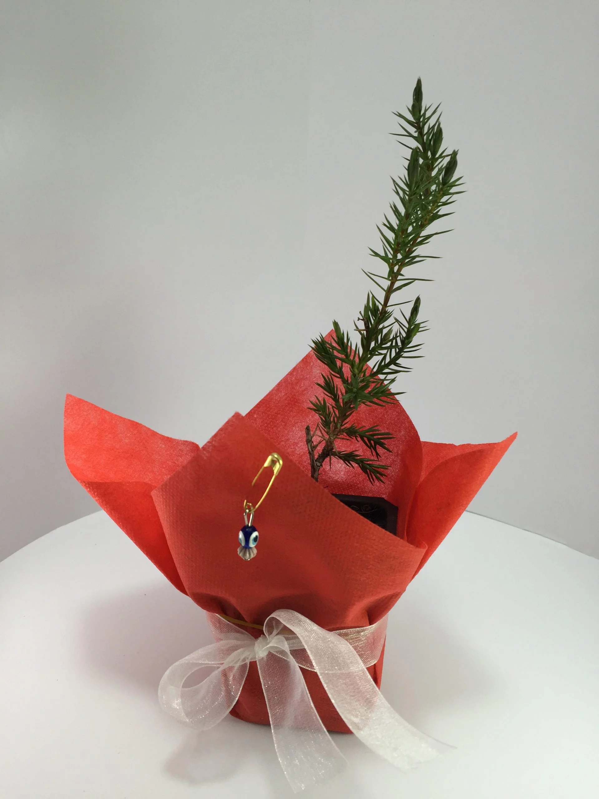 Ardıç Fidanı 11 Ardıç Fidanı - Görsel 11