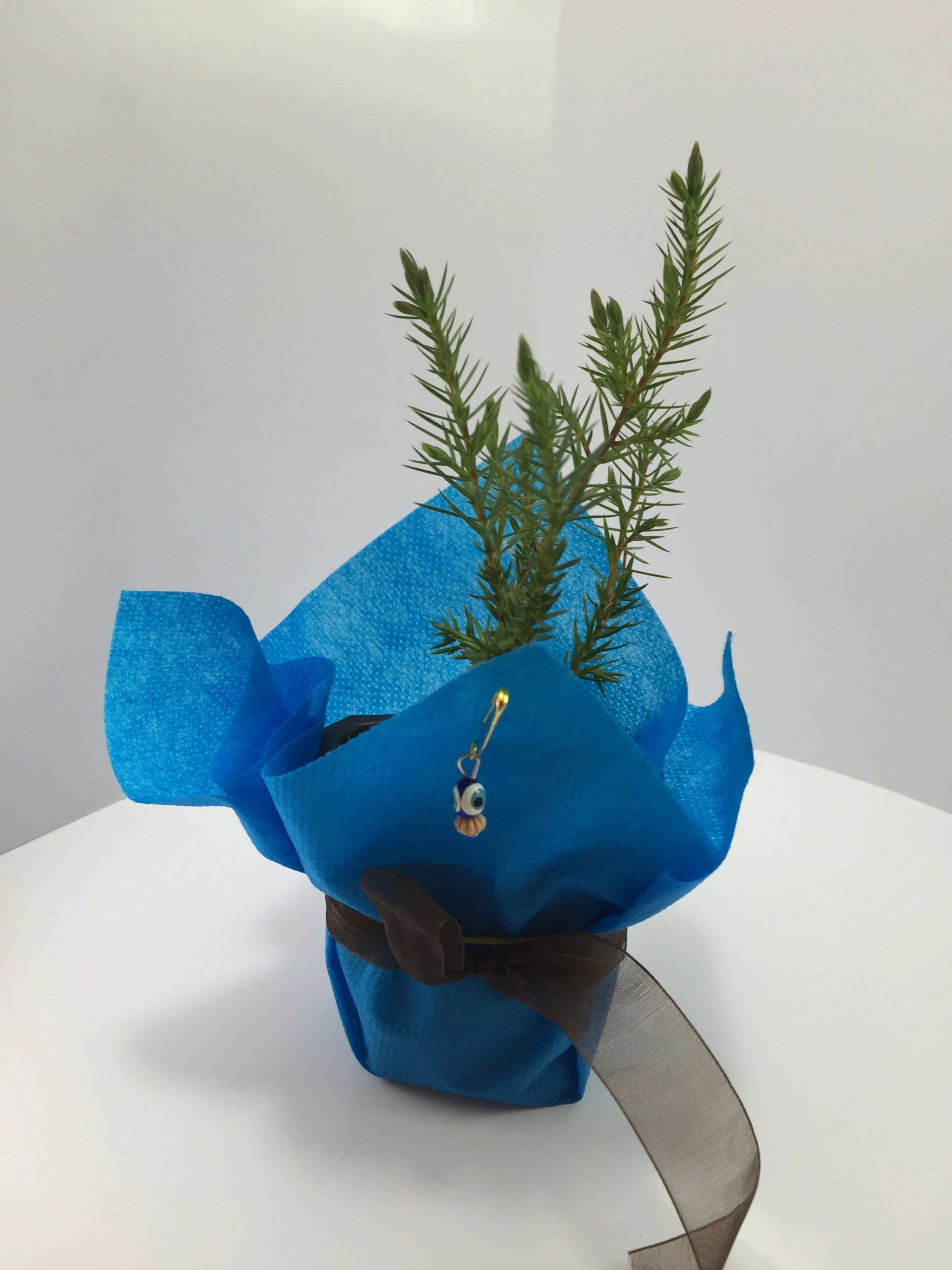 Ardıç Fidanı 10 Ardıç Fidanı - Görsel 10