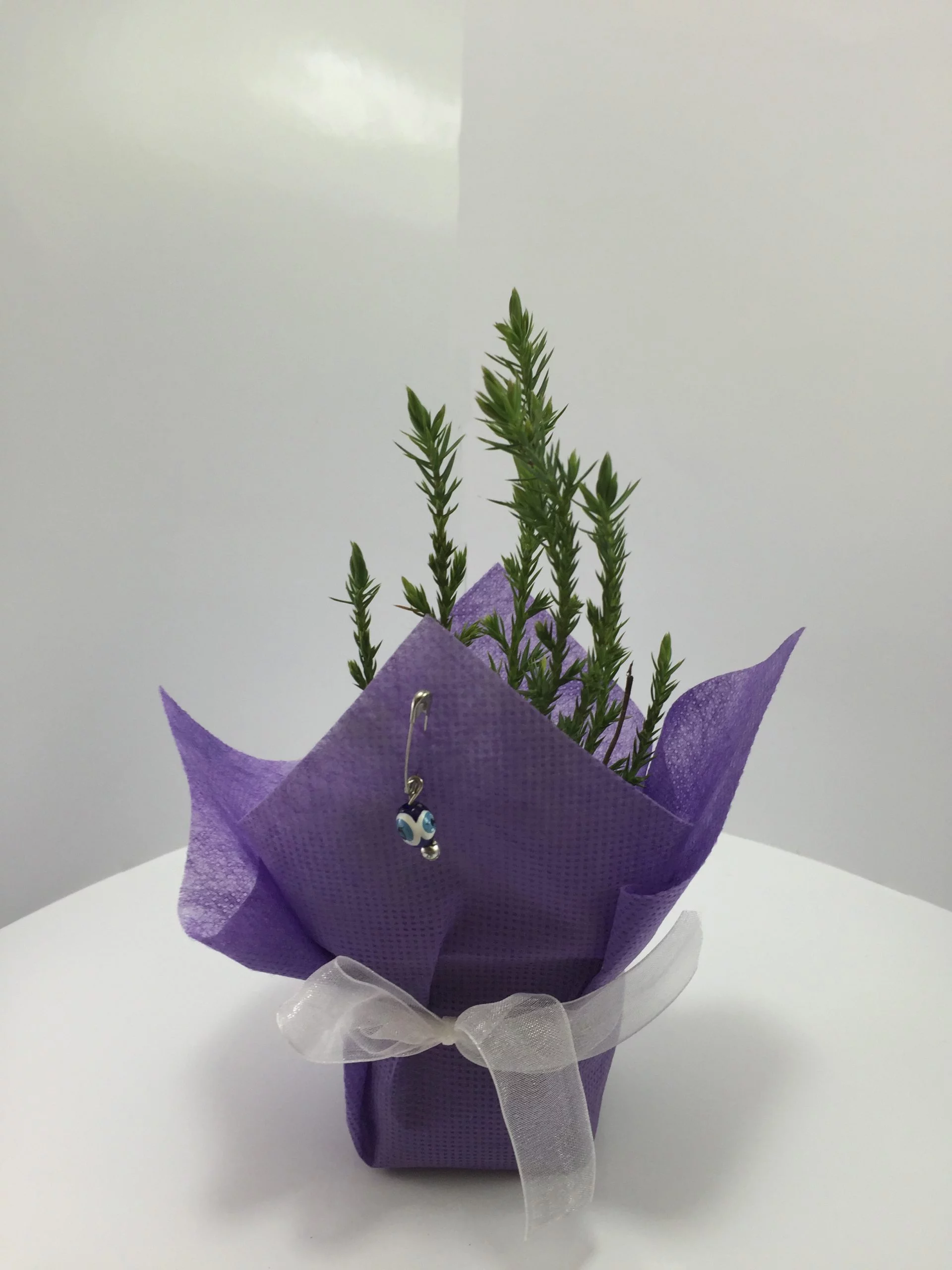 Ardıç Fidanı 9 Ardıç Fidanı - Görsel 9