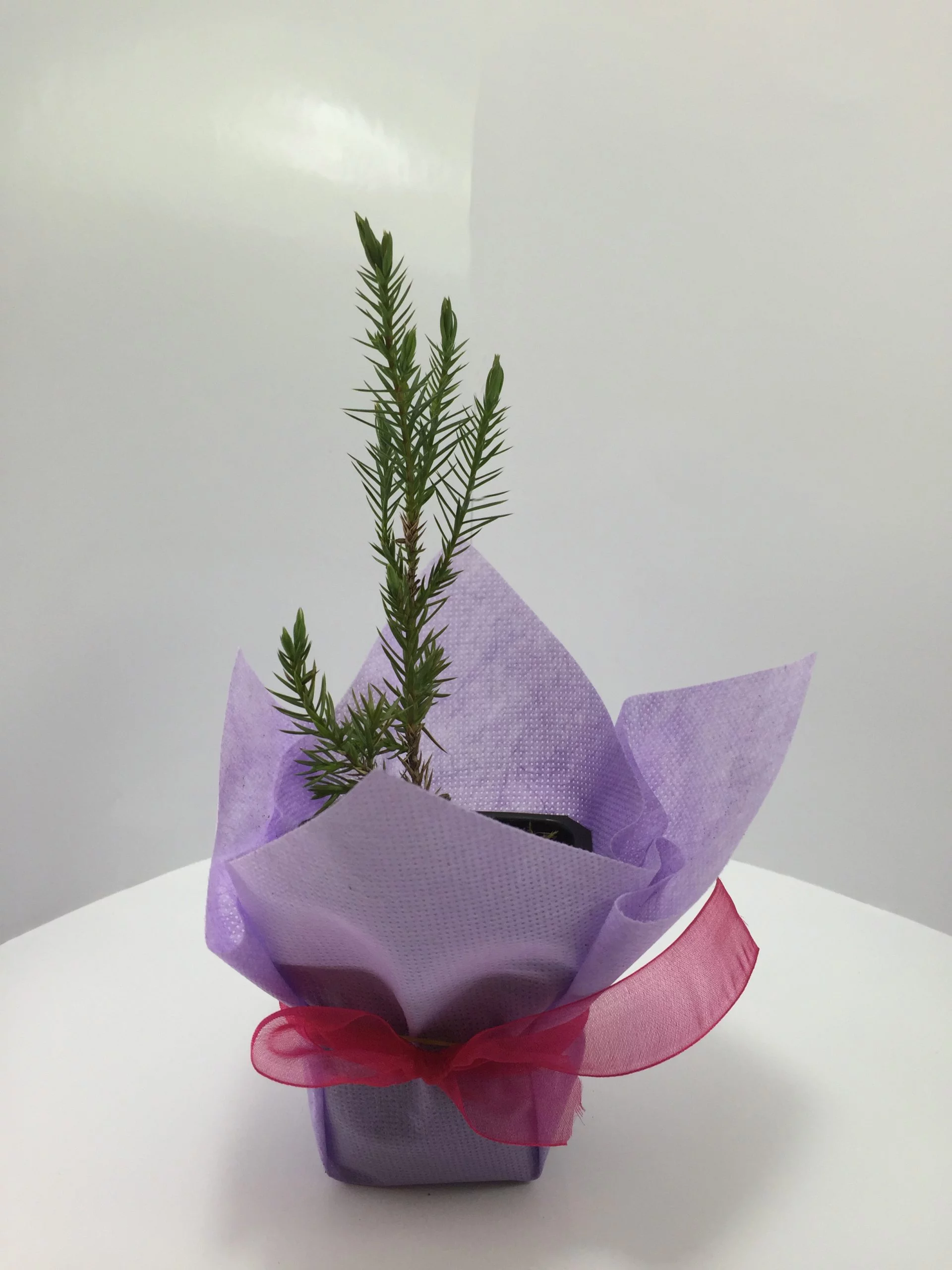 Ardıç Fidanı 8 Ardıç Fidanı - Görsel 8