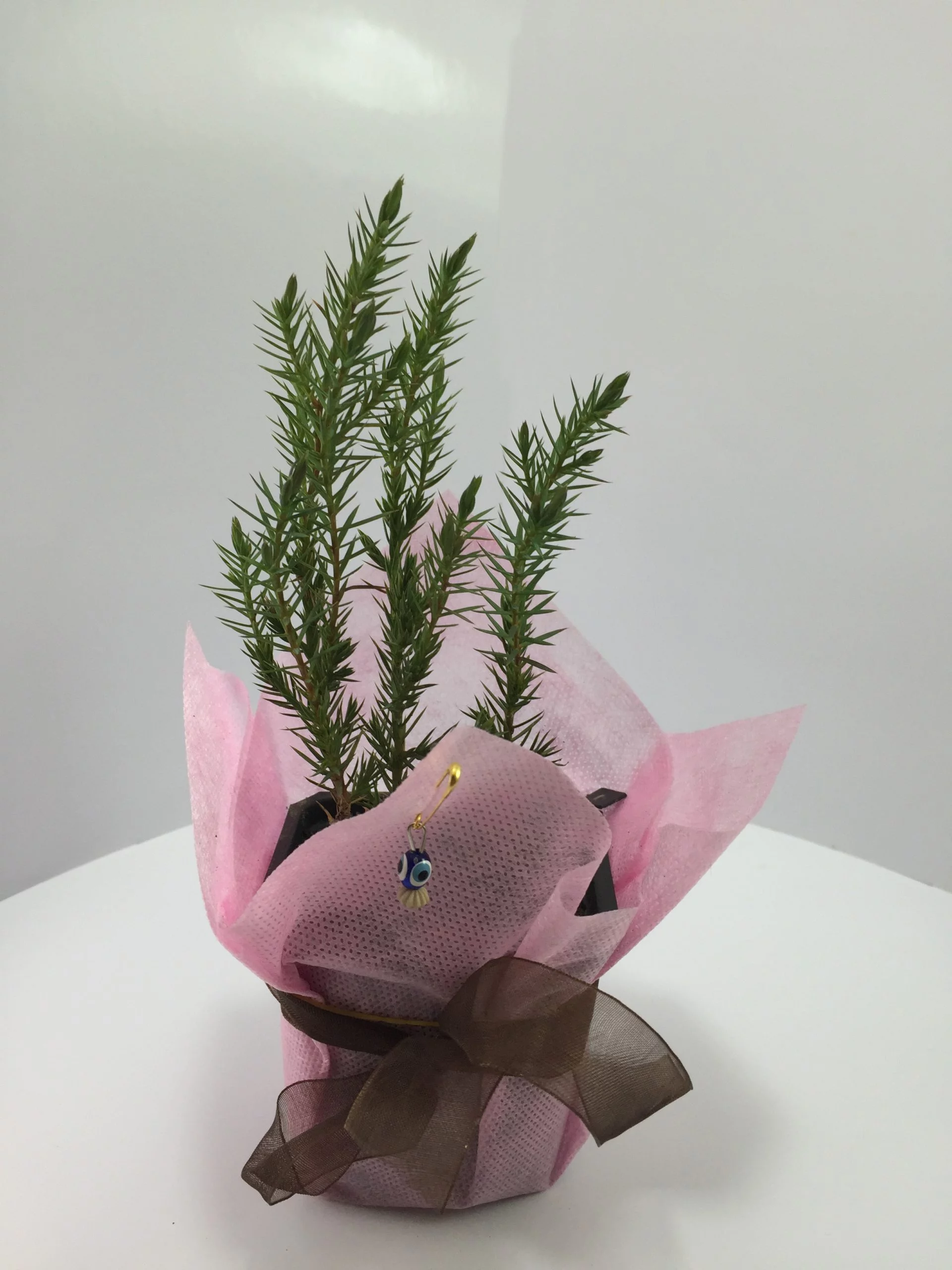 Ardıç Fidanı 7 Ardıç Fidanı - Görsel 7