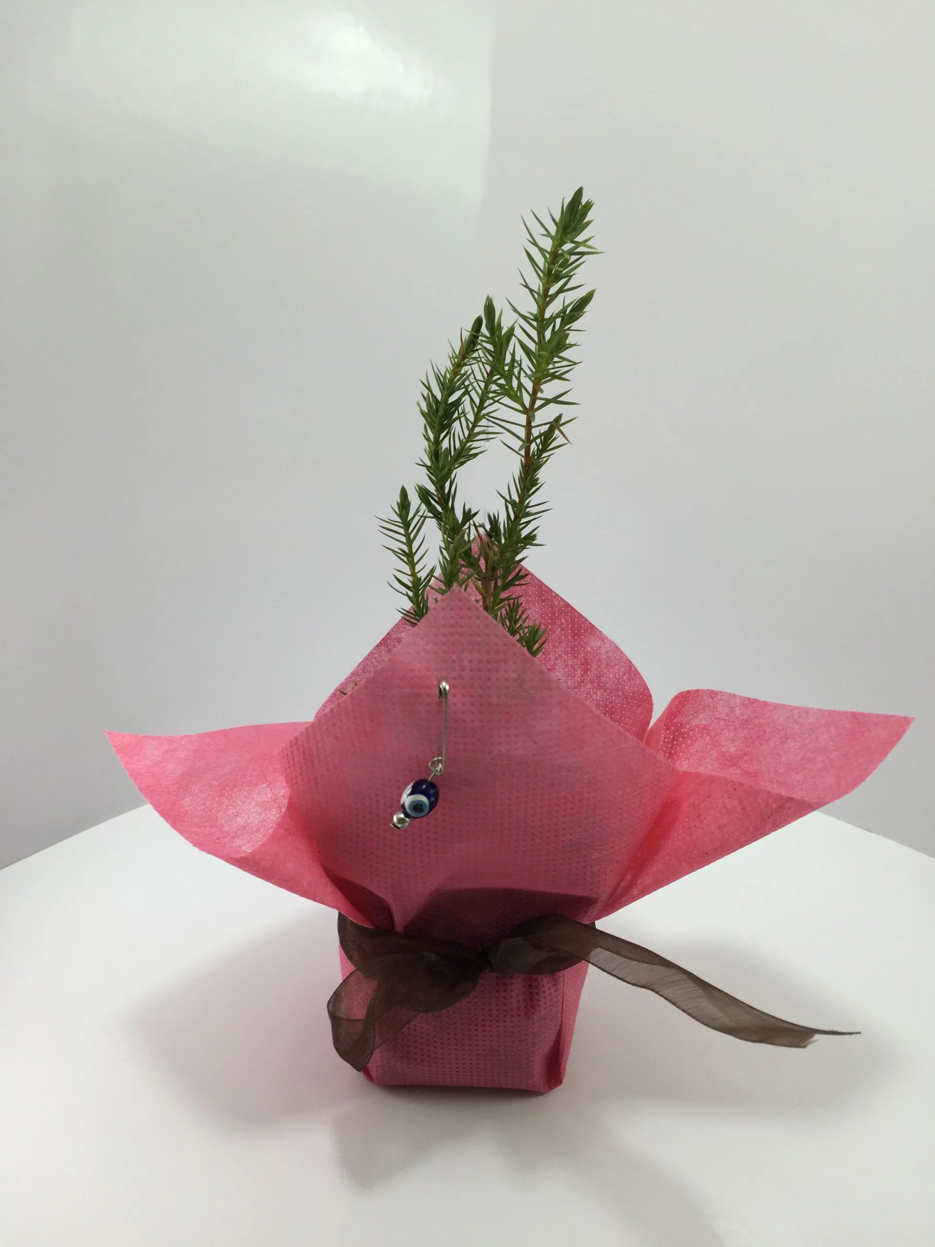 Ardıç Fidanı 6 Ardıç Fidanı - Görsel 6