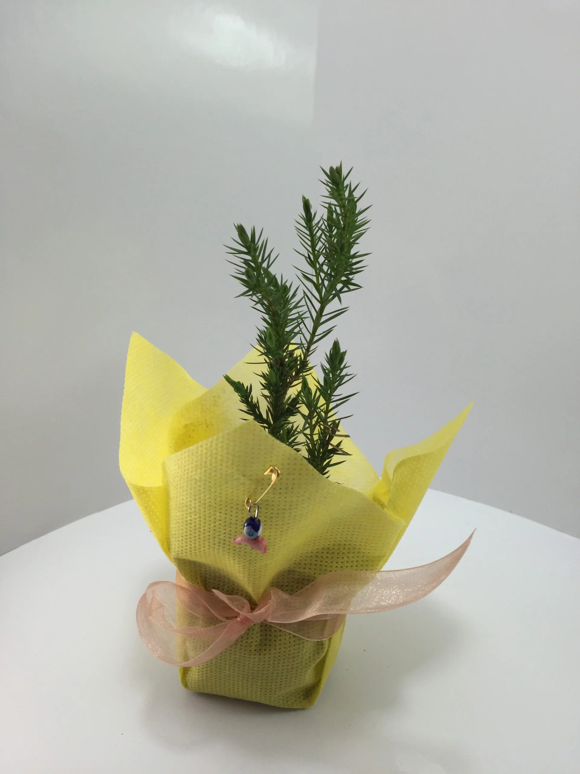 Ardıç Fidanı 5 Ardıç Fidanı - Görsel 5