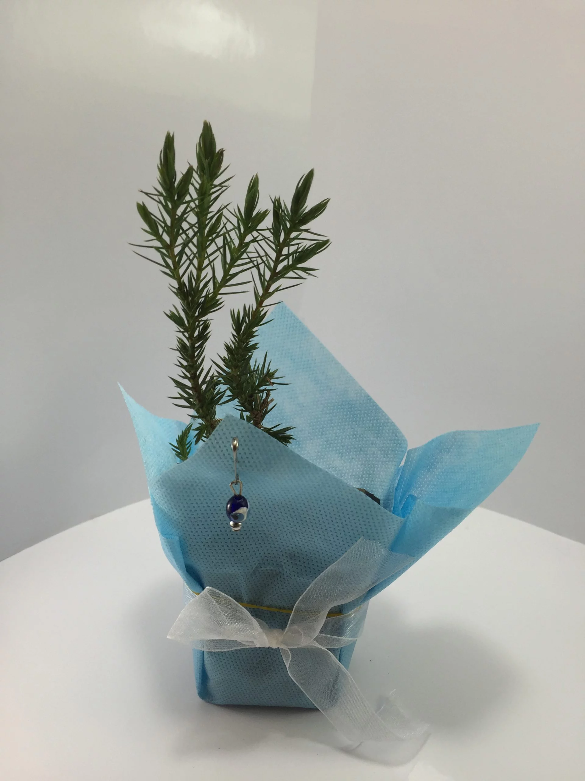 Ardıç Fidanı 4 Ardıç Fidanı - Görsel 4