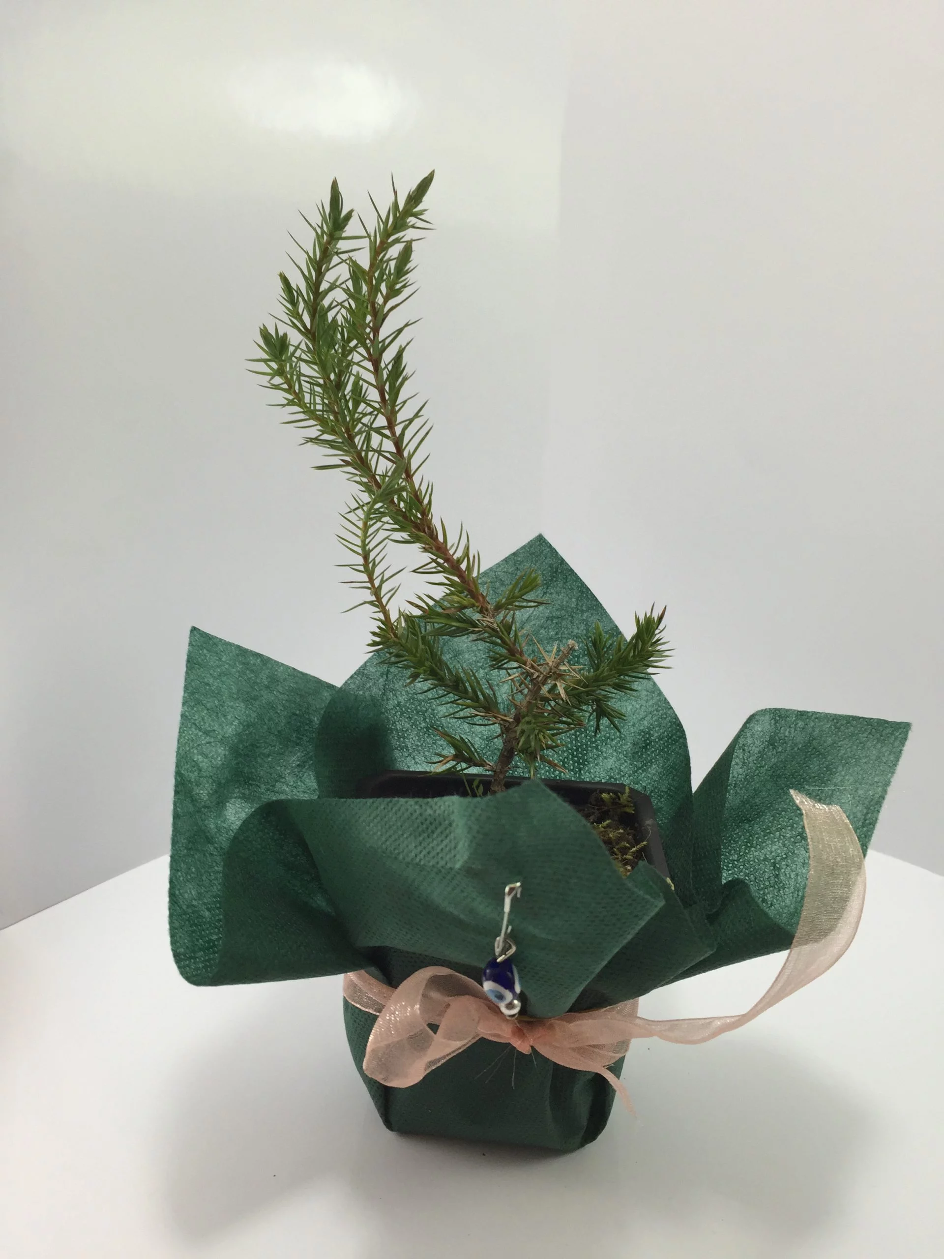 Ardıç Fidanı 3 Ardıç Fidanı - Görsel 3