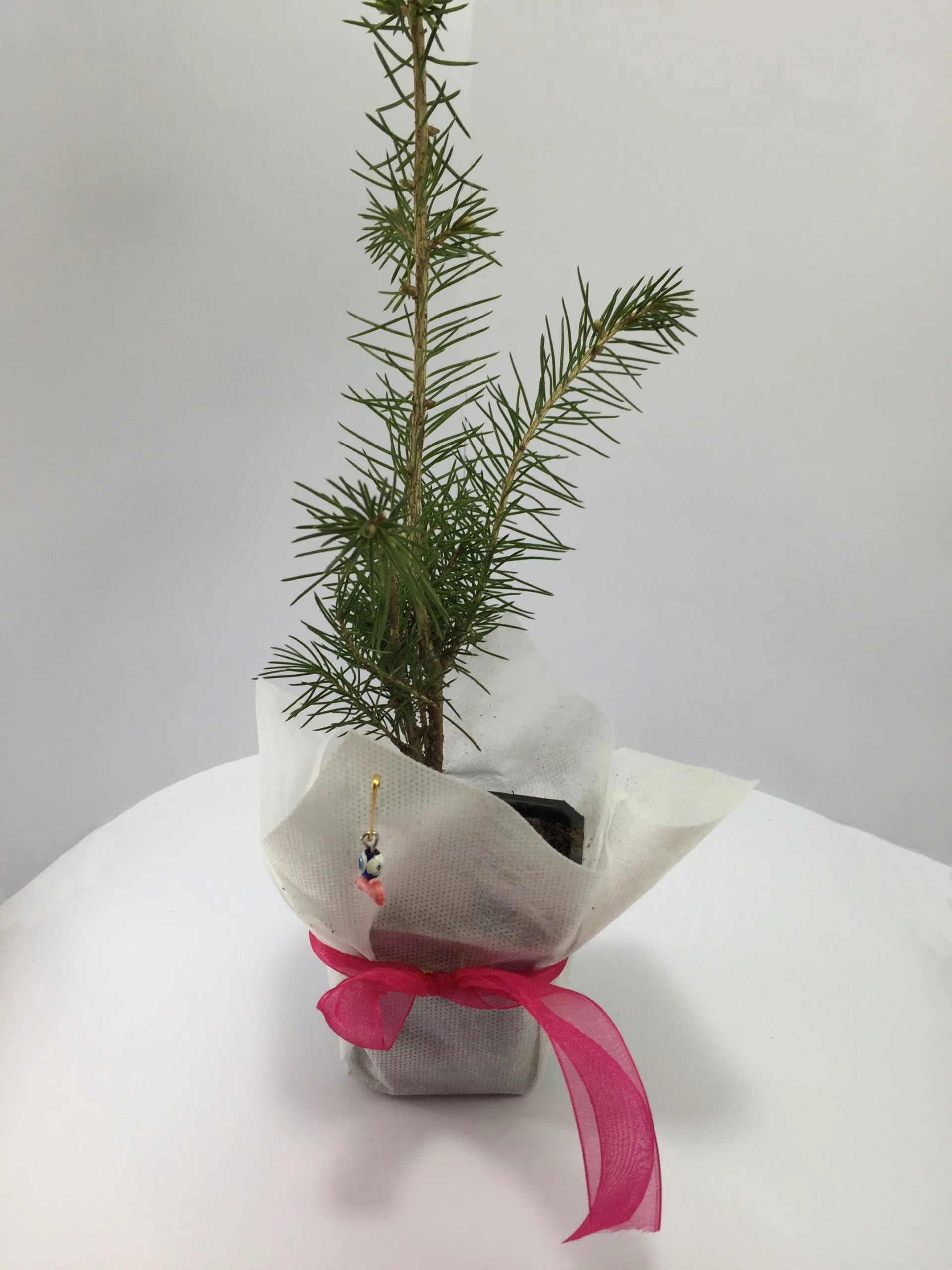 Batı Ladini Fidanı 11 Batı Ladini Fidanı - Görsel 11