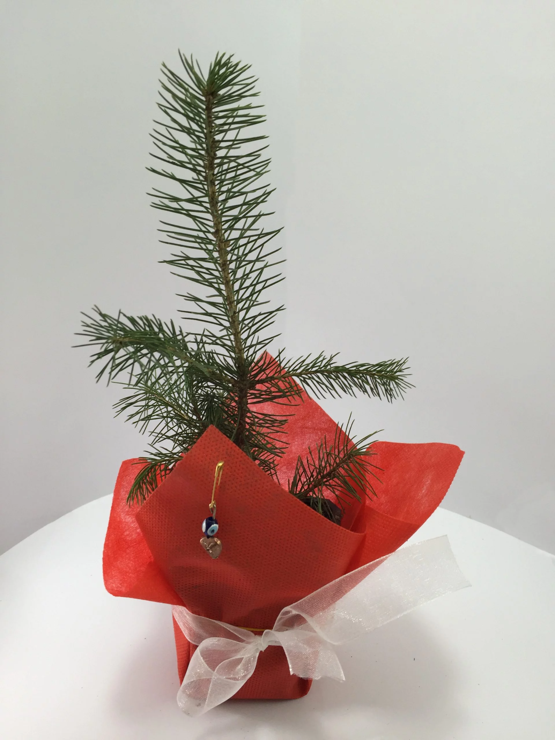 Batı Ladini Fidanı 10 Batı Ladini Fidanı - Görsel 10