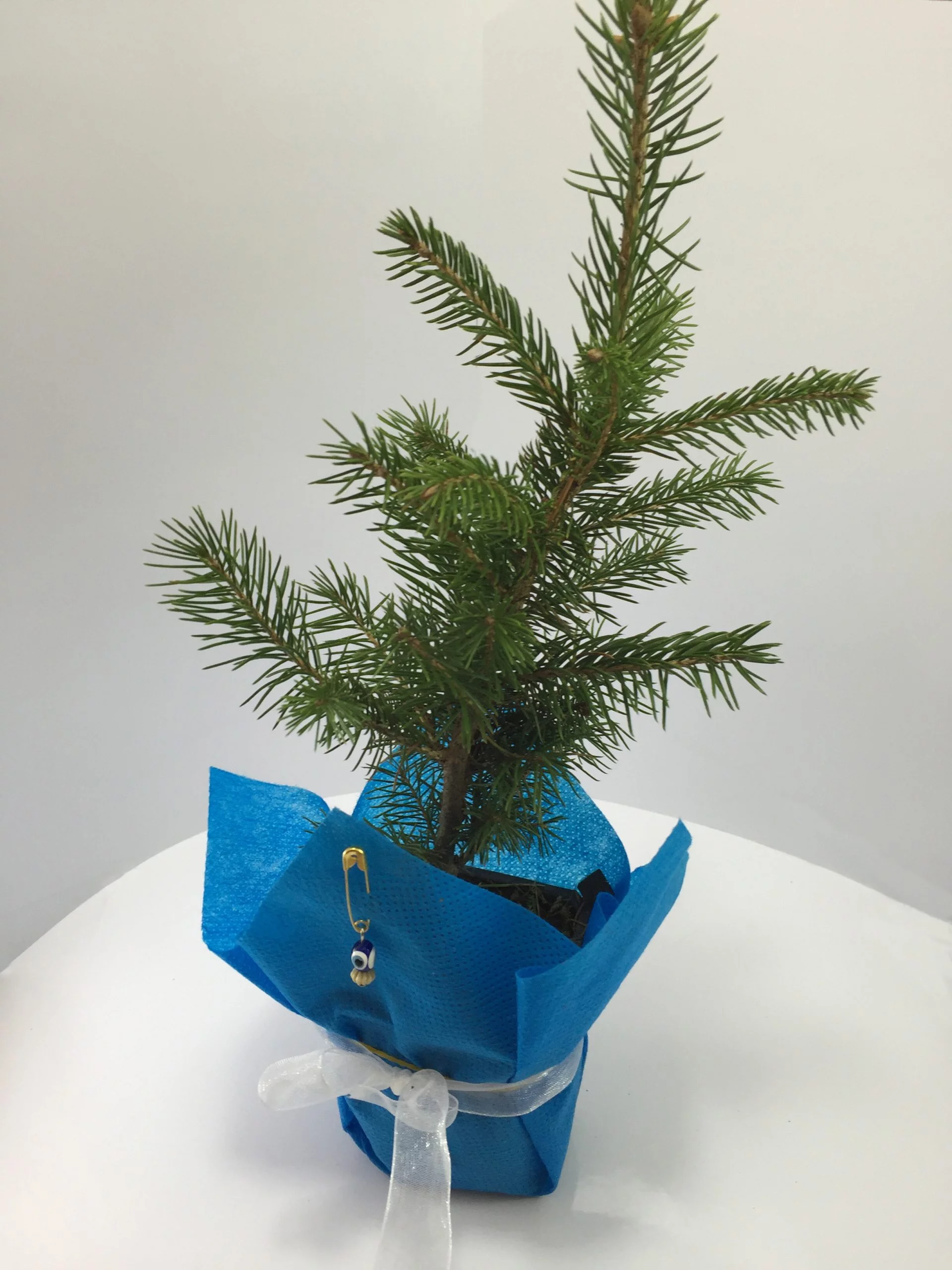 Batı Ladini Fidanı 9 Batı Ladini Fidanı - Görsel 9