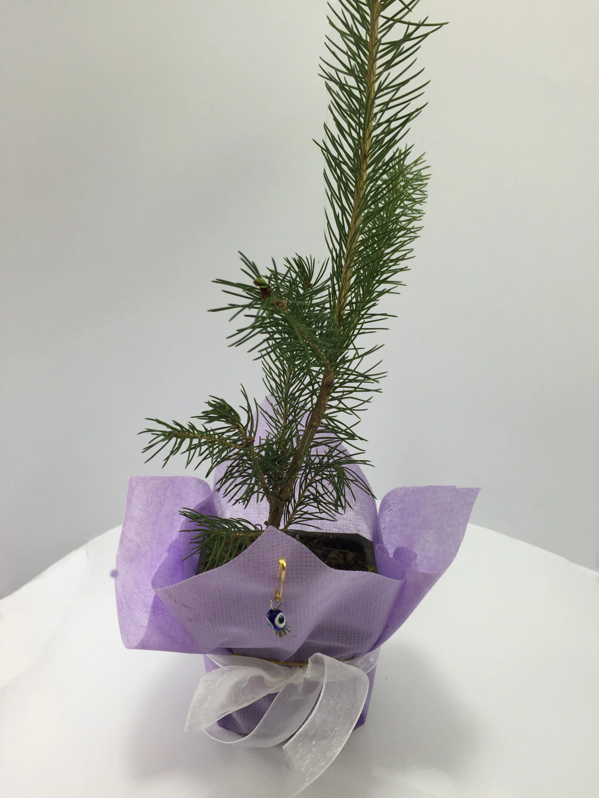 Batı Ladini Fidanı 8 Batı Ladini Fidanı - Görsel 8