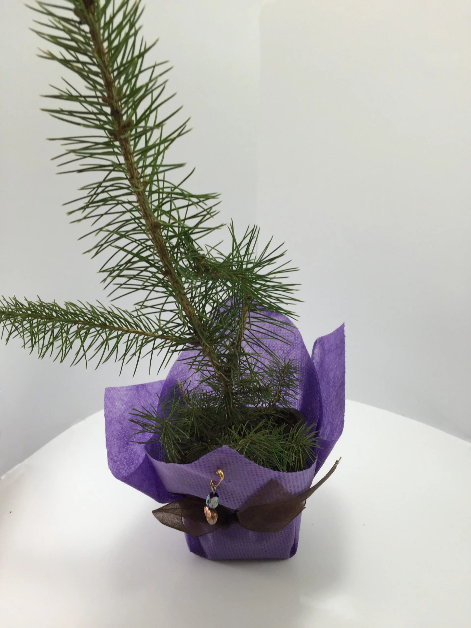 Batı Ladini Fidanı 7 Batı Ladini Fidanı - Görsel 7