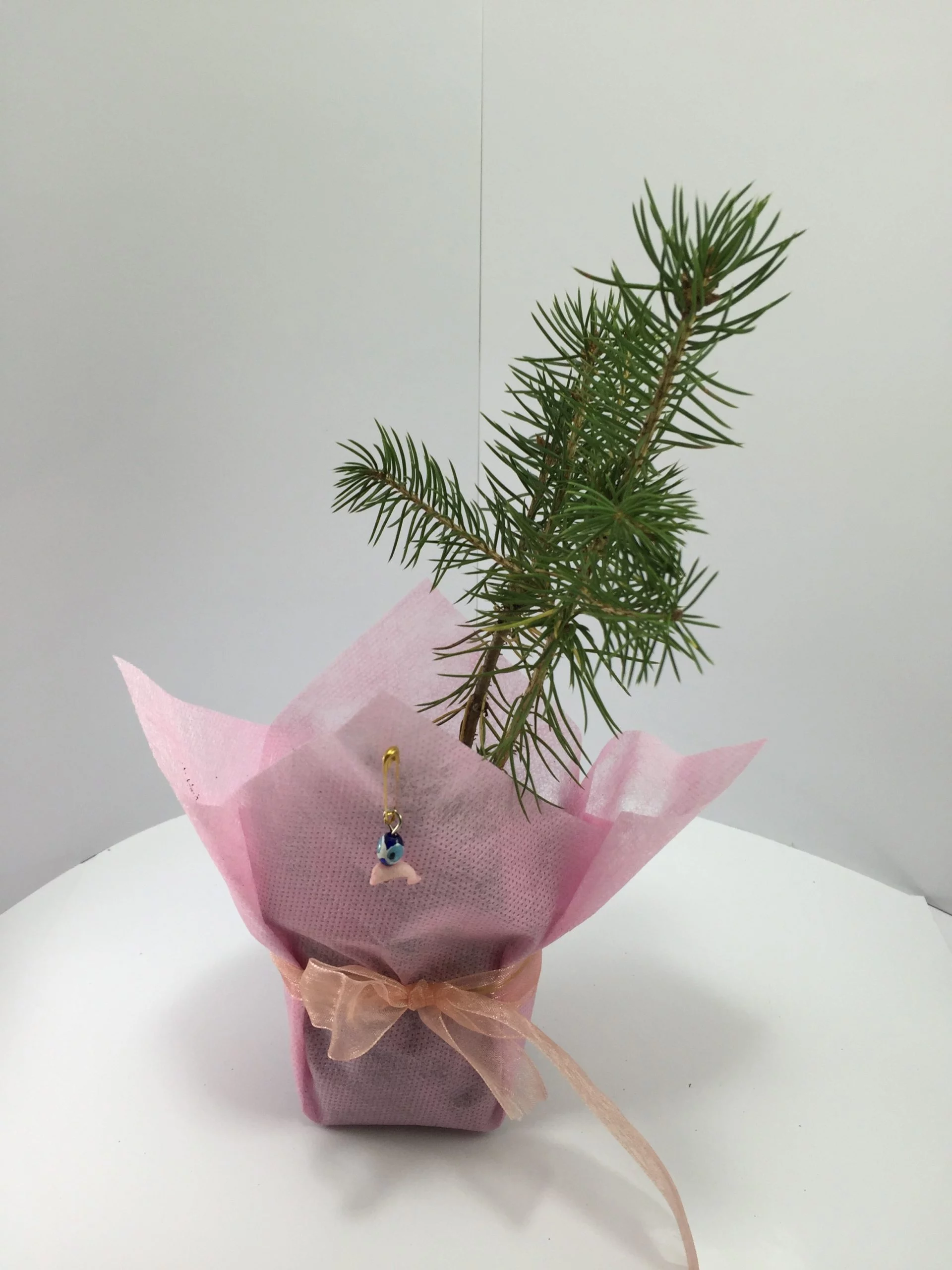 Batı Ladini Fidanı 6 Batı Ladini Fidanı - Görsel 6