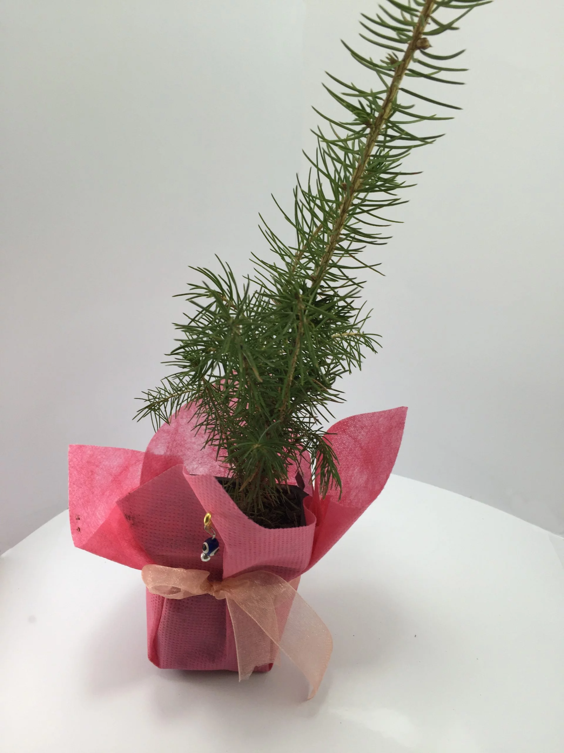 Batı Ladini Fidanı 5 Batı Ladini Fidanı - Görsel 5