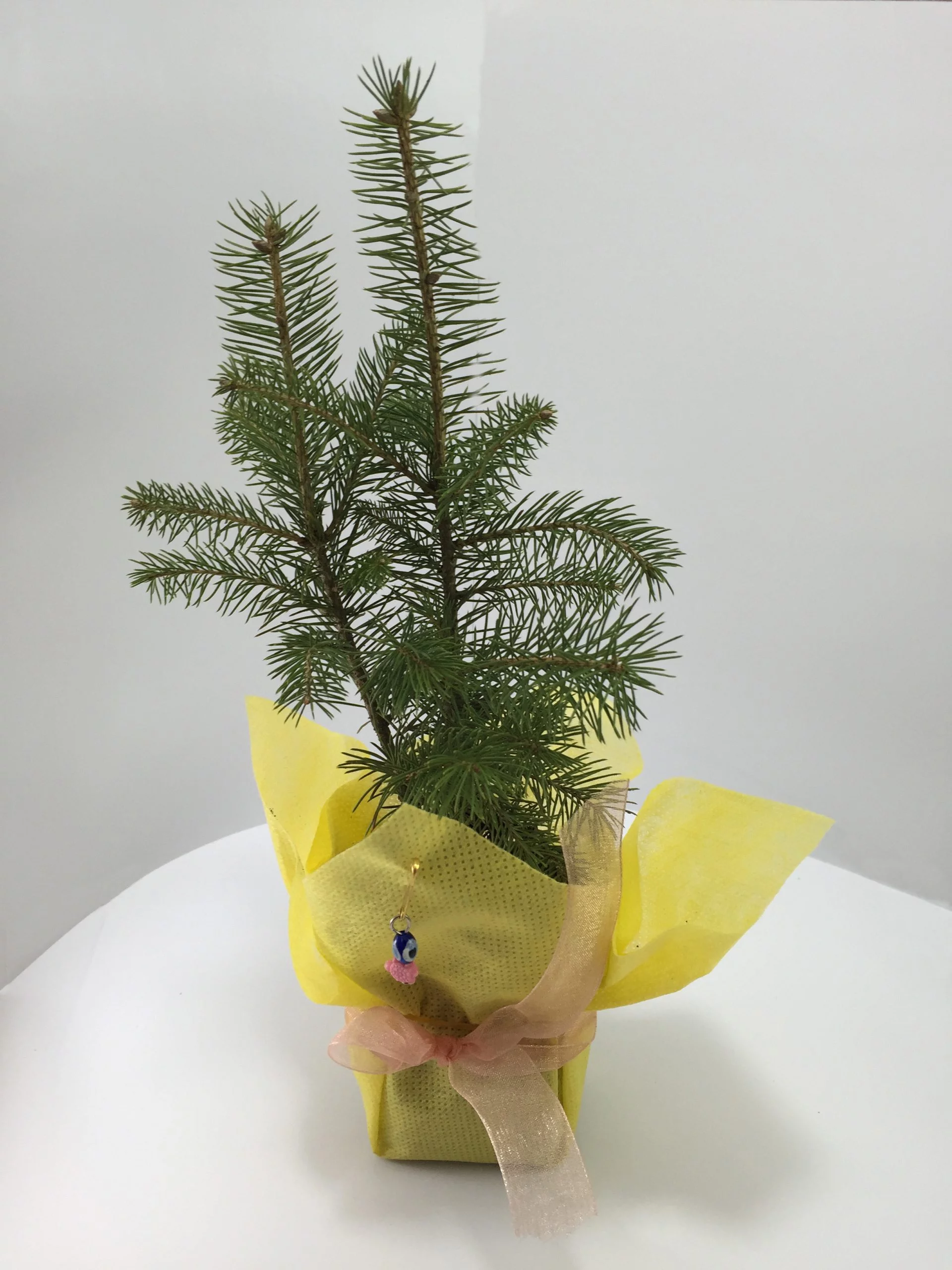 Batı Ladini Fidanı 4 Batı Ladini Fidanı - Görsel 4