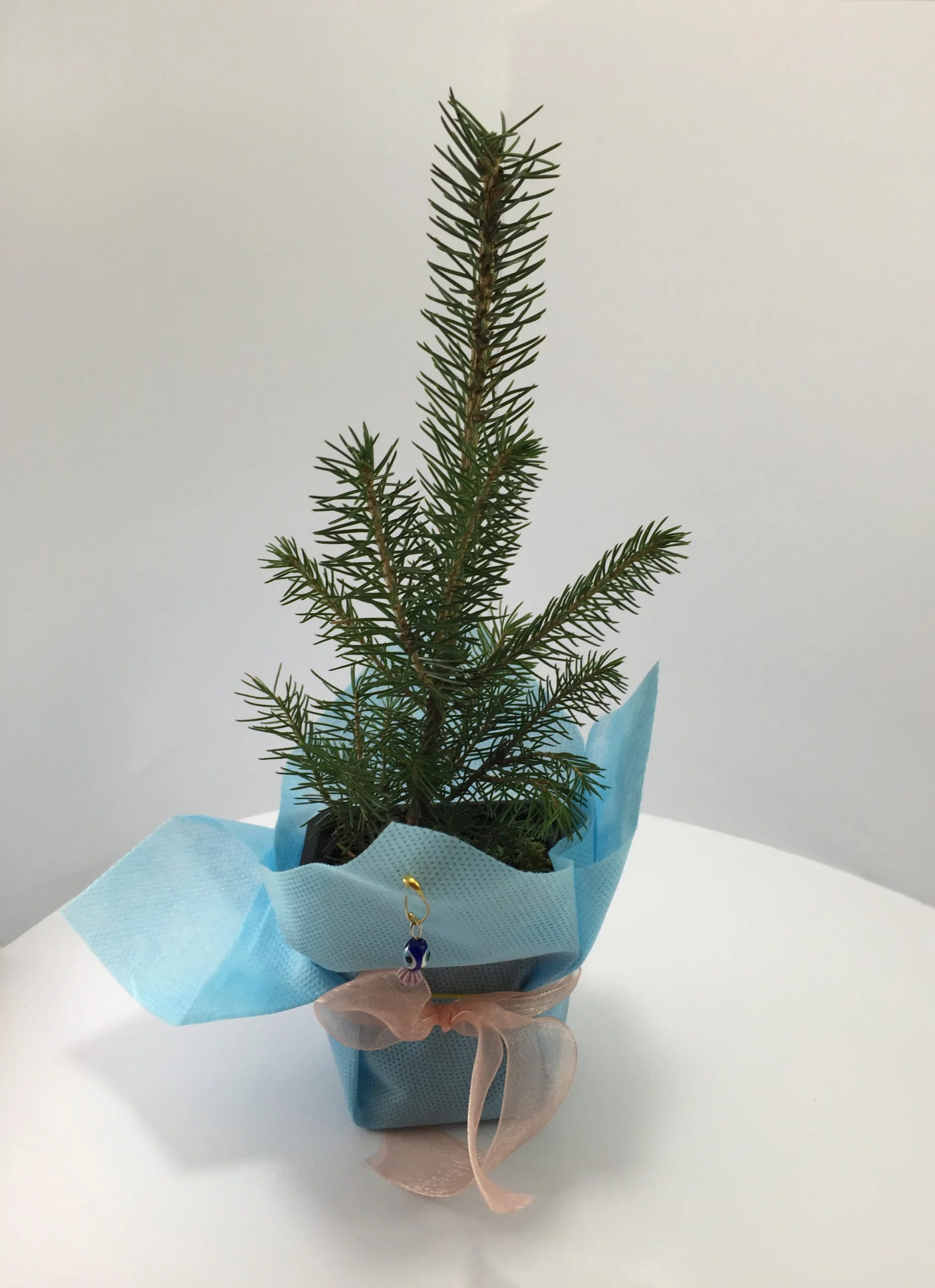 Batı Ladini Fidanı 3 Batı Ladini Fidanı - Görsel 3