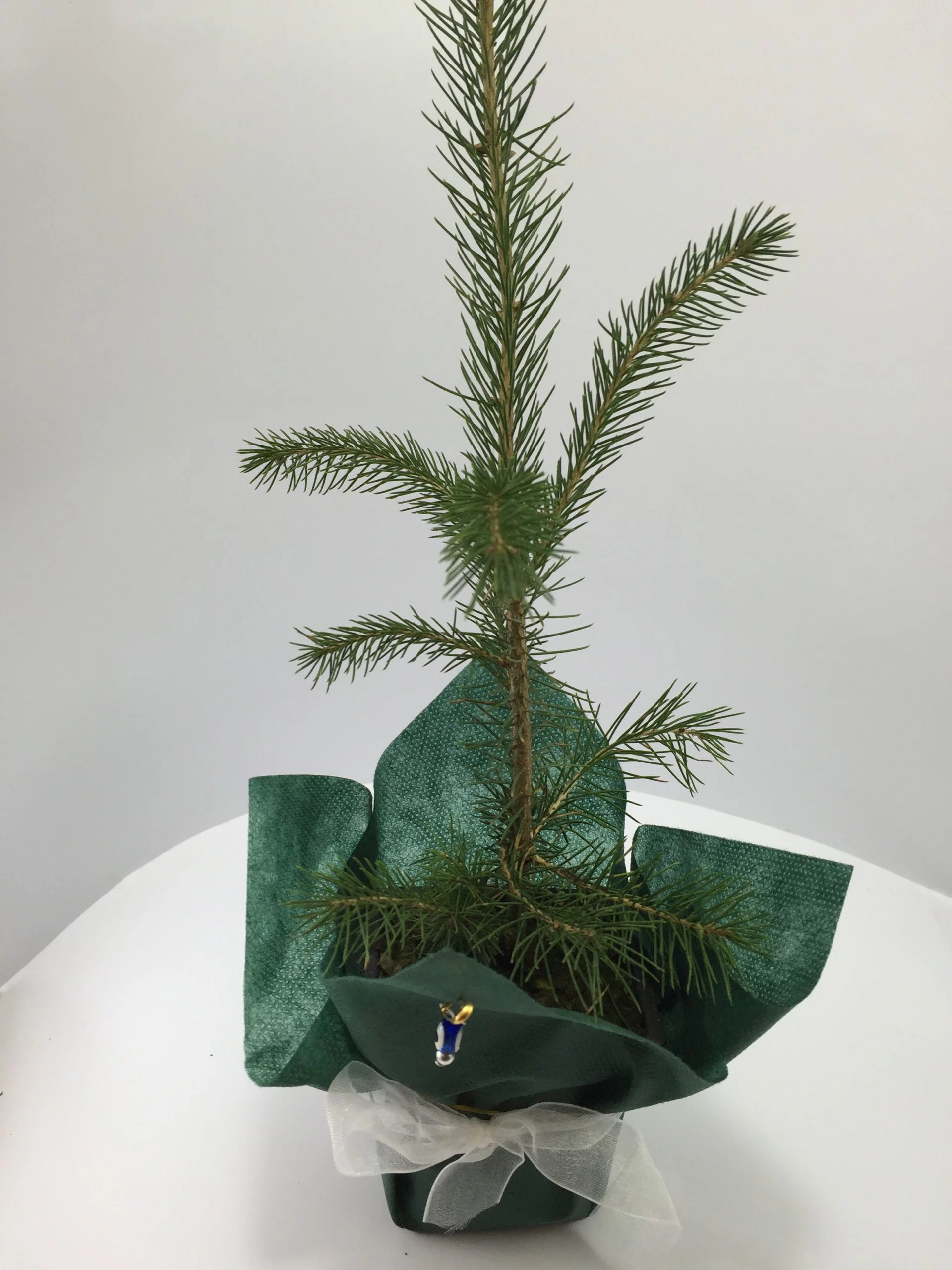 Batı Ladini Fidanı 2 Batı Ladini Fidanı - Görsel 2