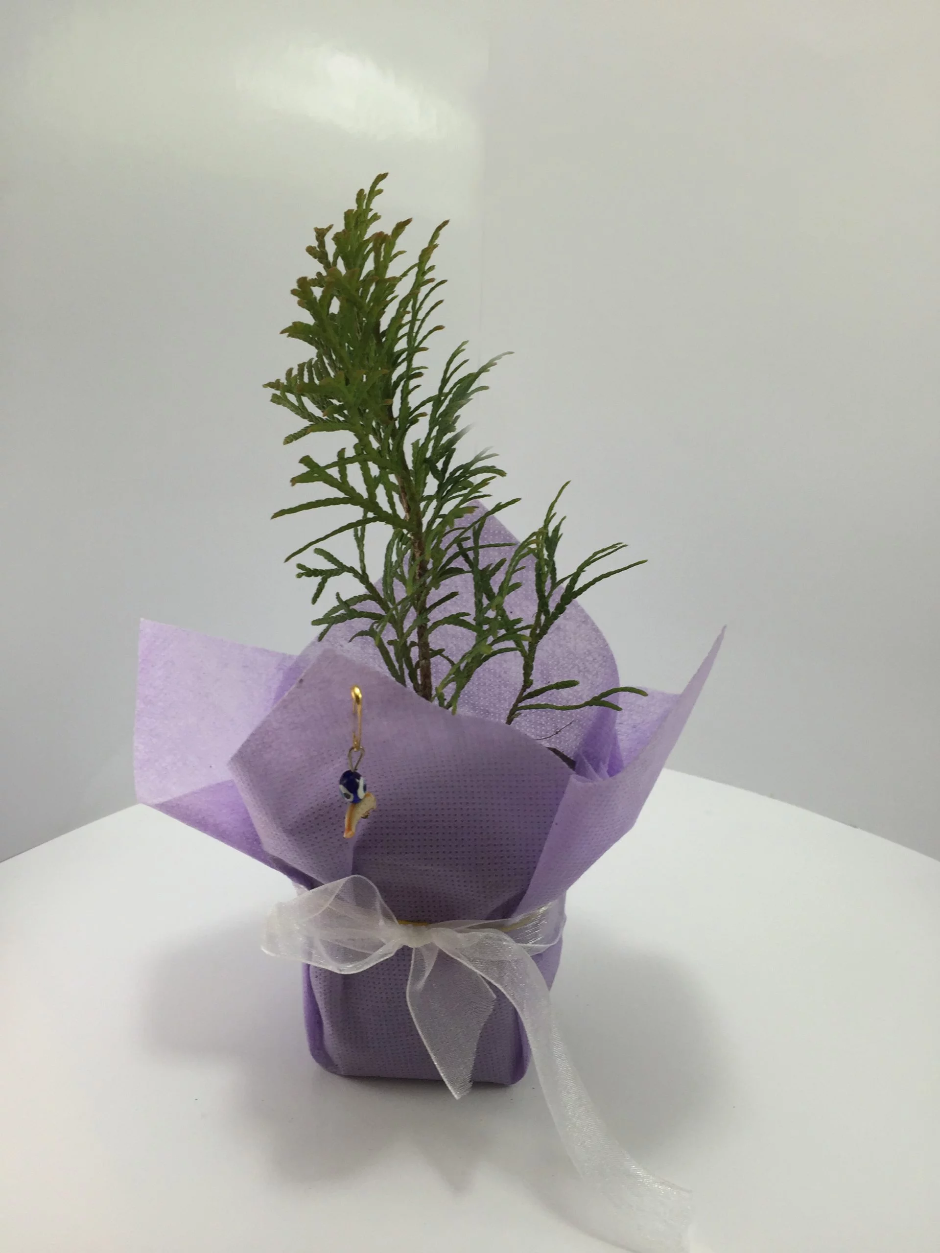 Smaragd - Batı Mazısı Fidanı 4 Smaragd - Batı Mazısı Fidanı - Görsel 4