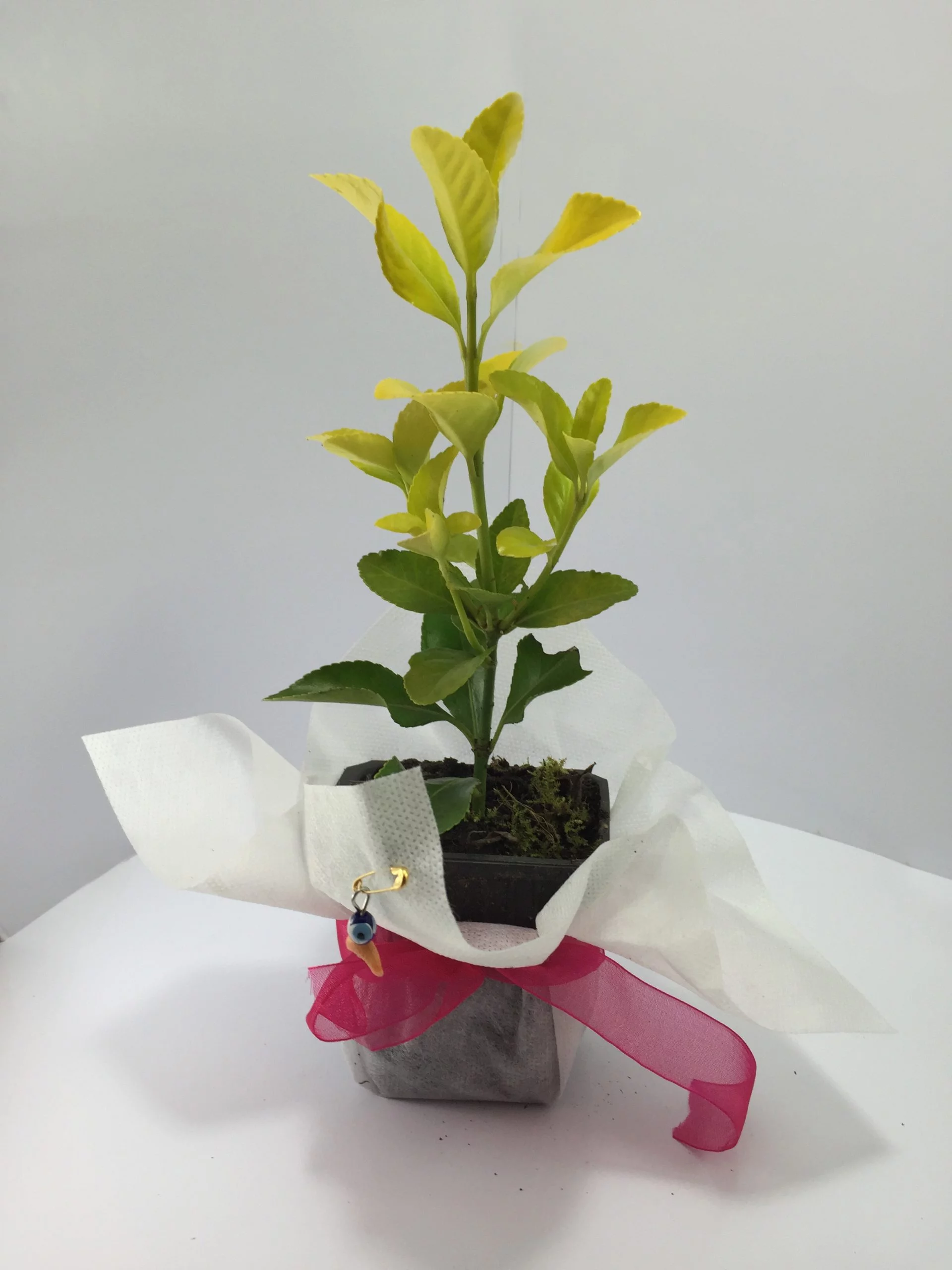 Altuni Taflan Fidanı 11 Hediye Fidan