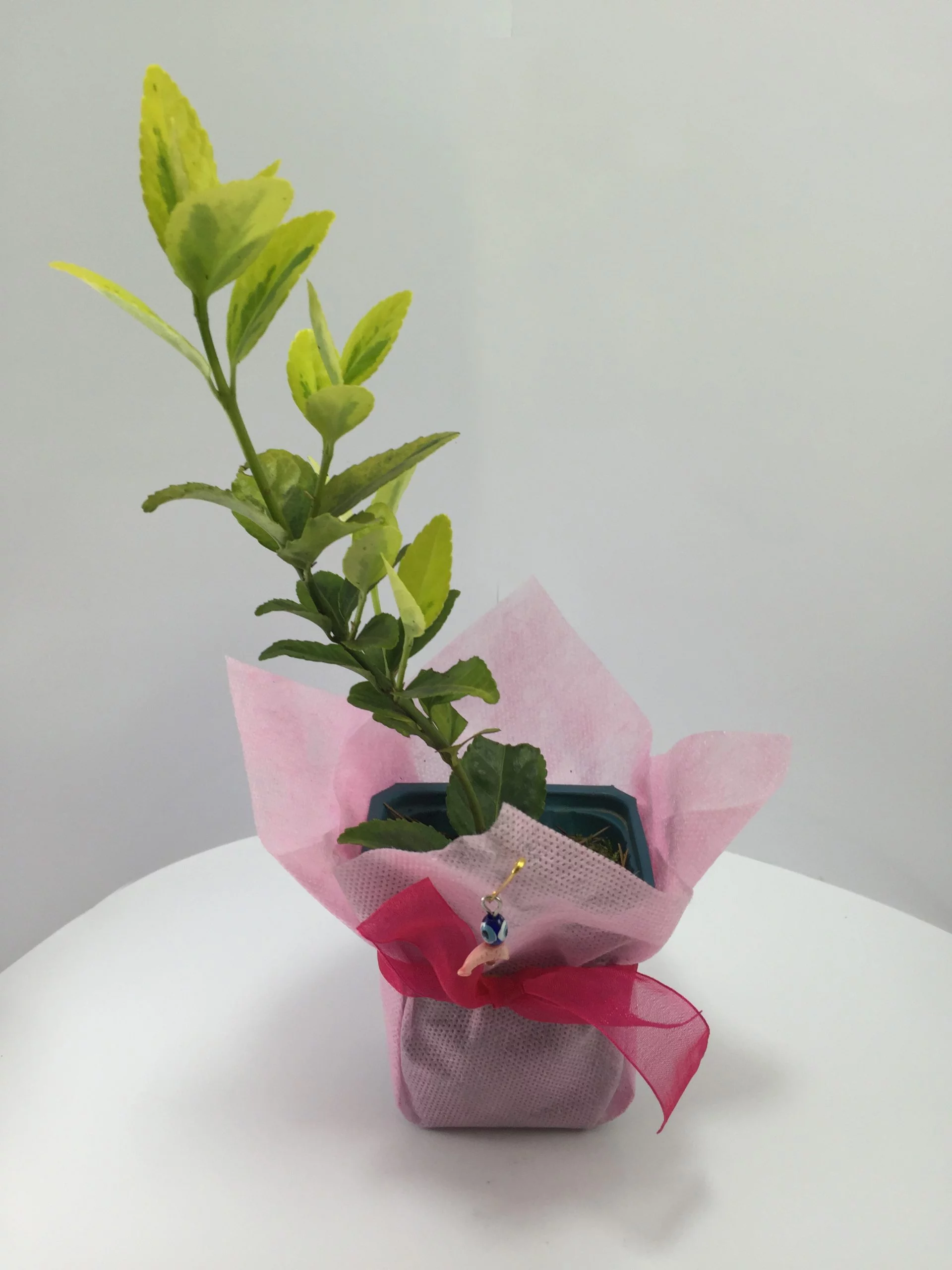 Altuni Taflan Fidanı 6 Altuni Taflan Fidanı - Görsel 6