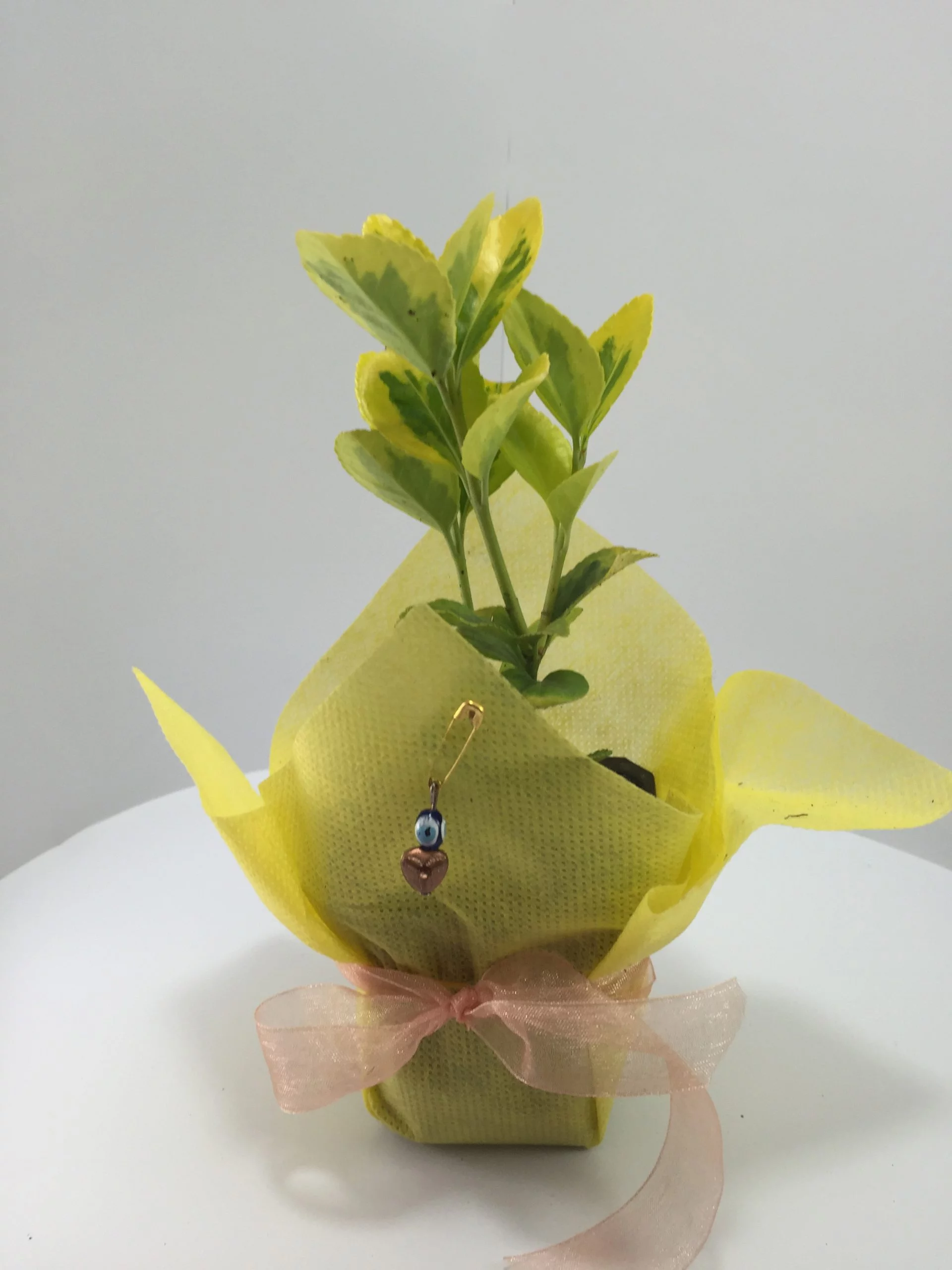 Altuni Taflan Fidanı 8 Altuni Taflan Fidanı - Görsel 8