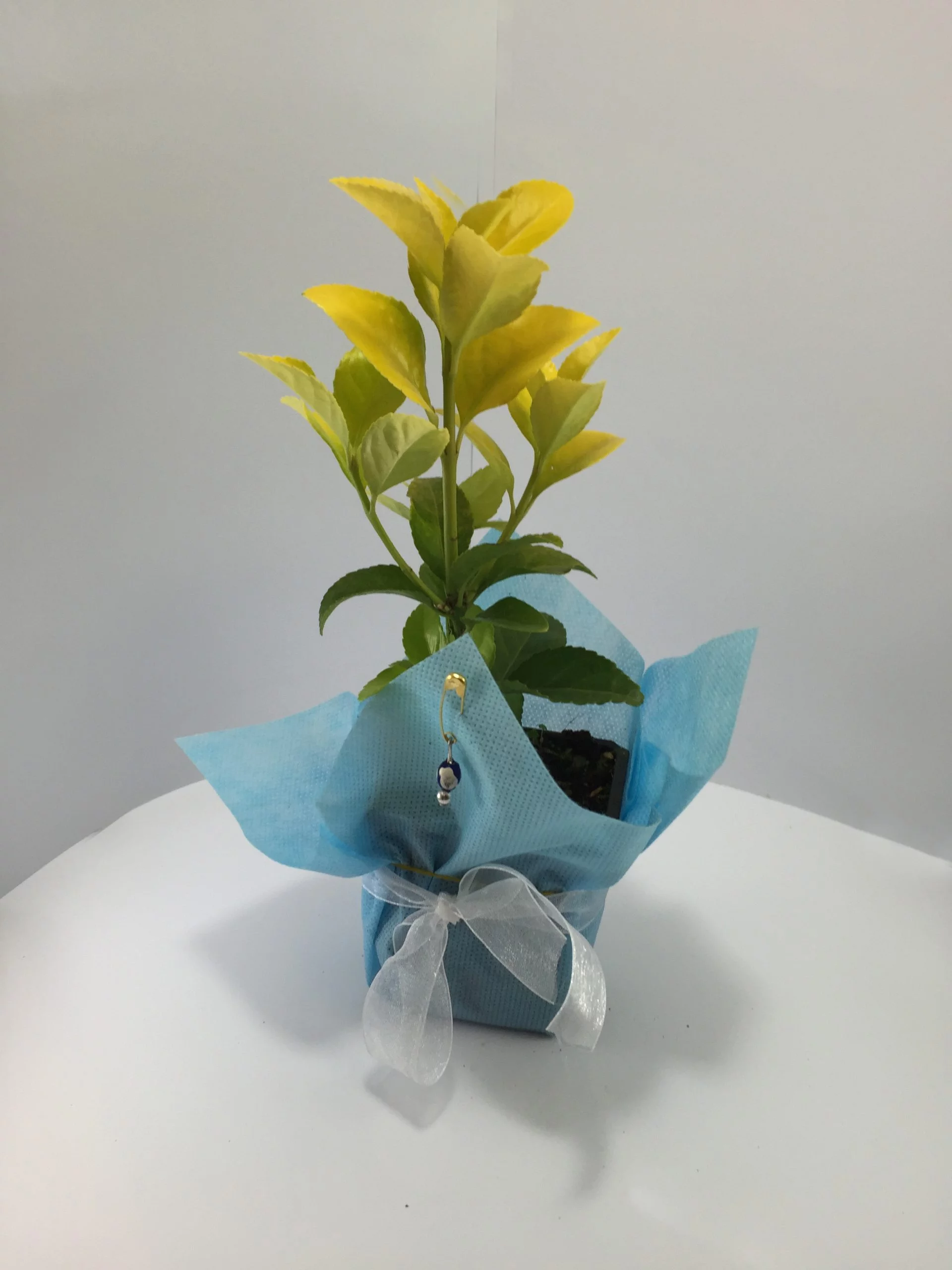 Altuni Taflan Fidanı 9 Altuni Taflan Fidanı - Görsel 9