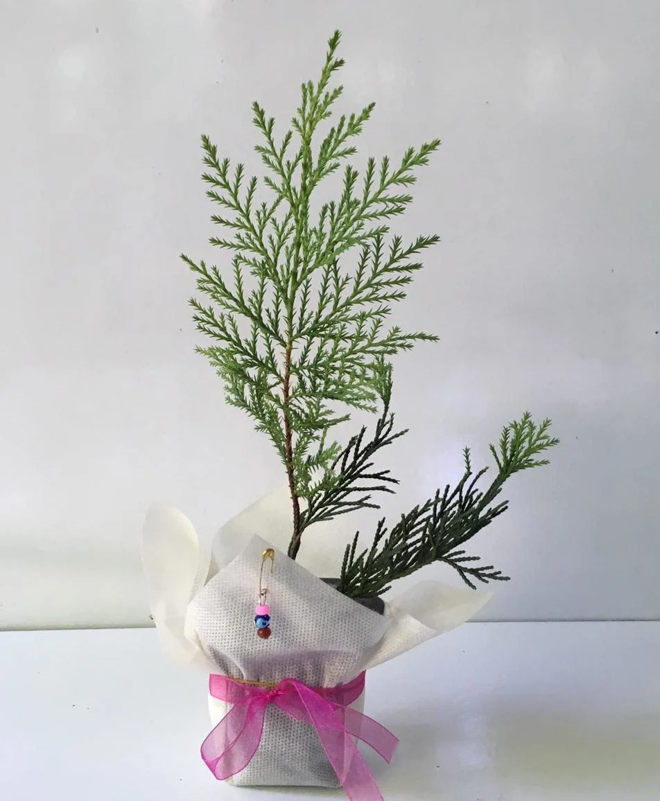 nikah-fidani-leylandi-beyaz