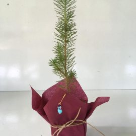 Fıstık Çamı