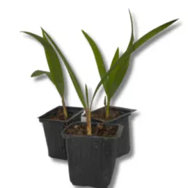 palmiye-nikah-fidani