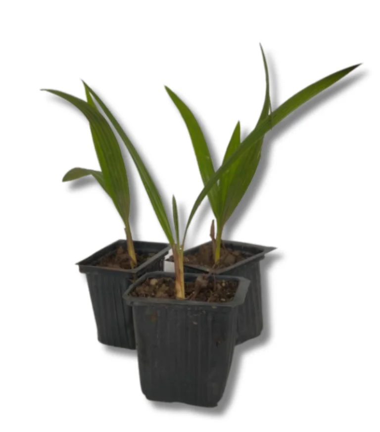 palmiye-nikah-fidani