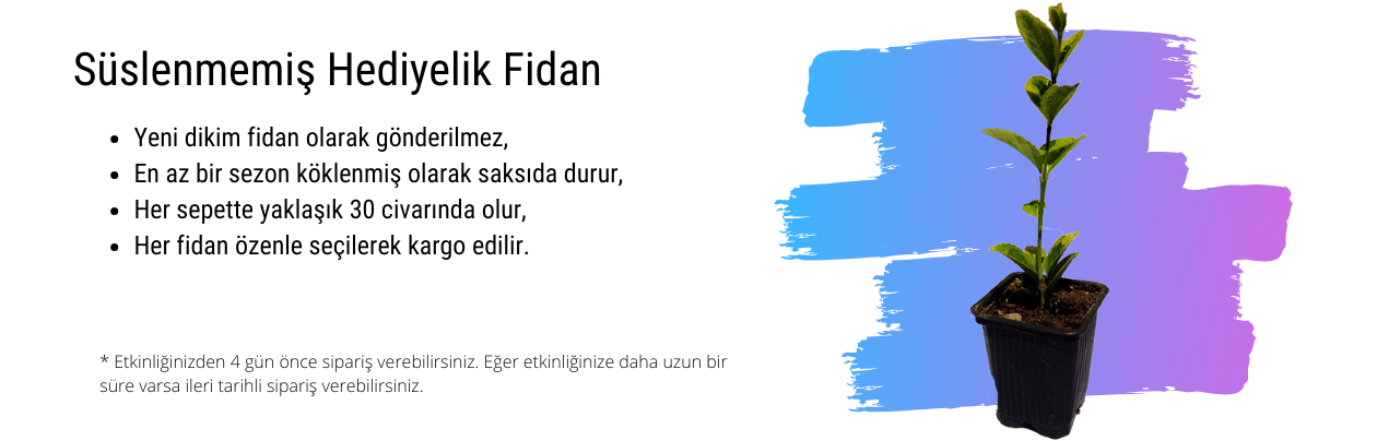 Süslenmemiş Hediyelik Fidan 1